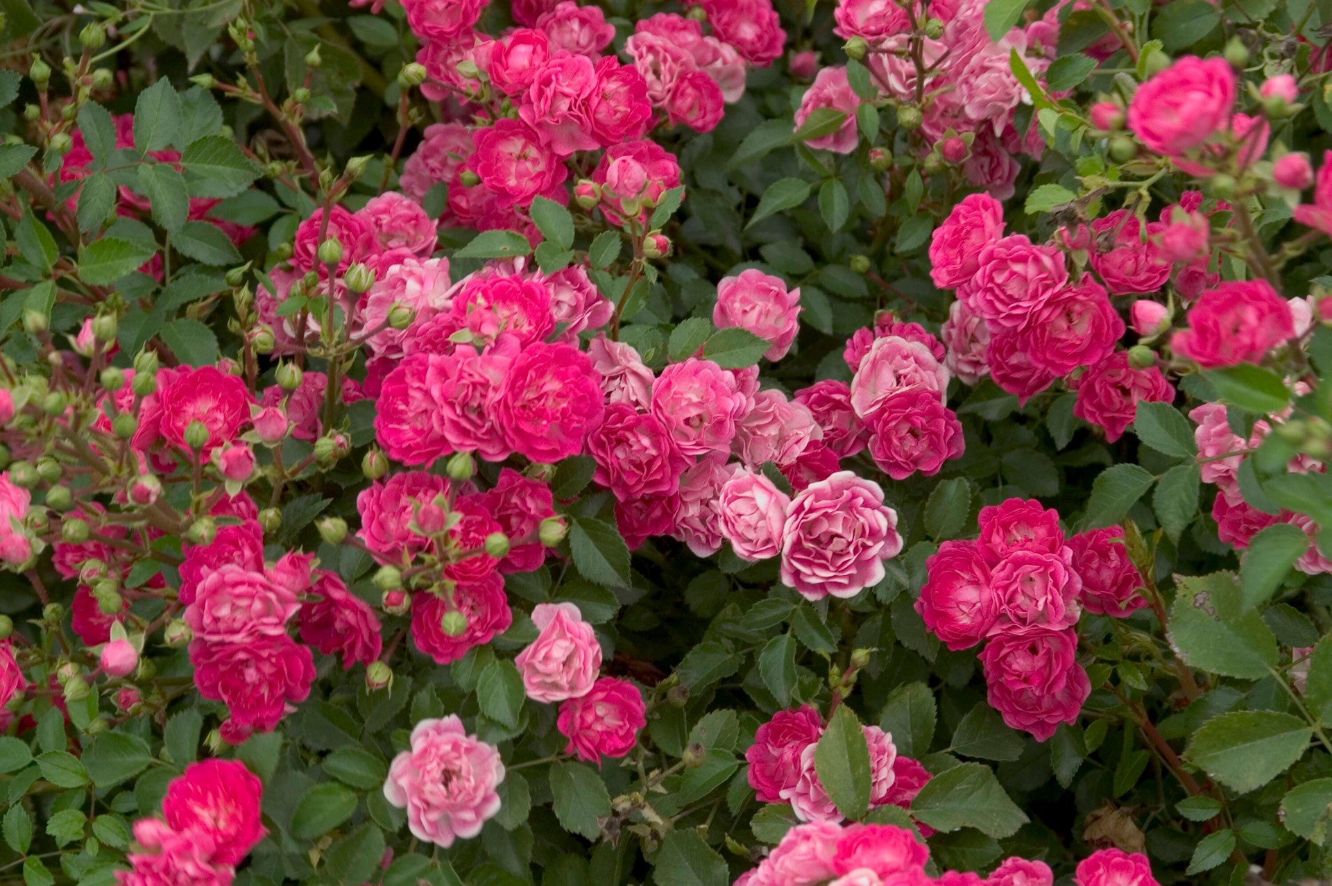 slide 6 of 6, Lowe's Pink Little Mischief Rose 2 -Gallon 1 -Pack in Pot, 1 ct