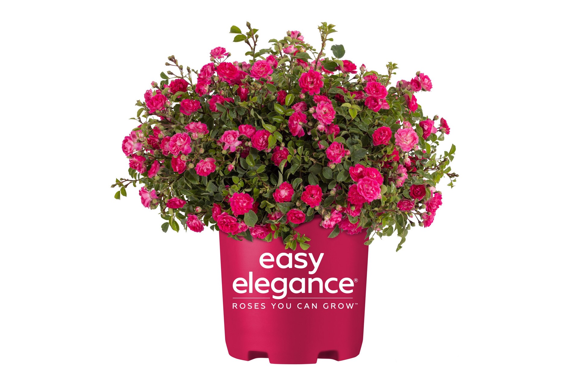 slide 1 of 6, Lowe's Pink Little Mischief Rose 2 -Gallon 1 -Pack in Pot, 1 ct
