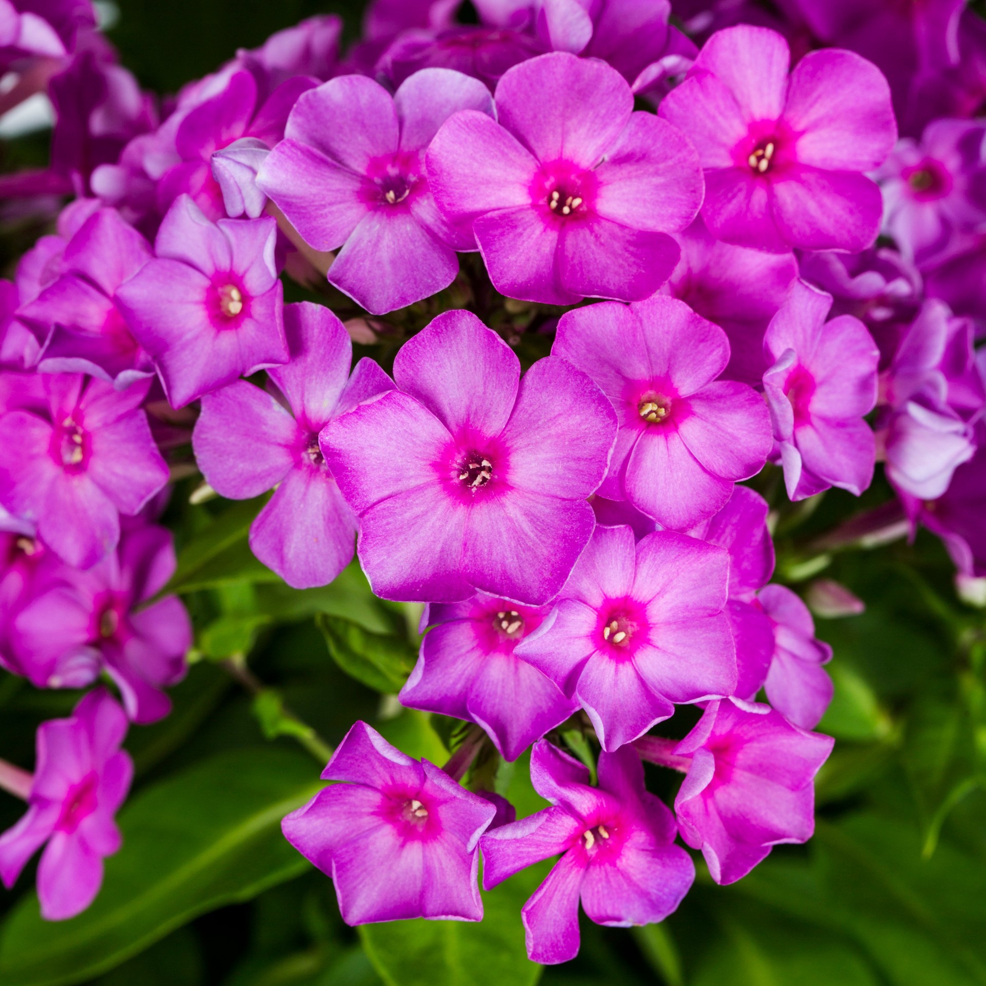slide 2 of 5, Lowe's Multicolor Garden Phlox Plant in 2.5 -Quart Pot 1 -Pack, 1 ct