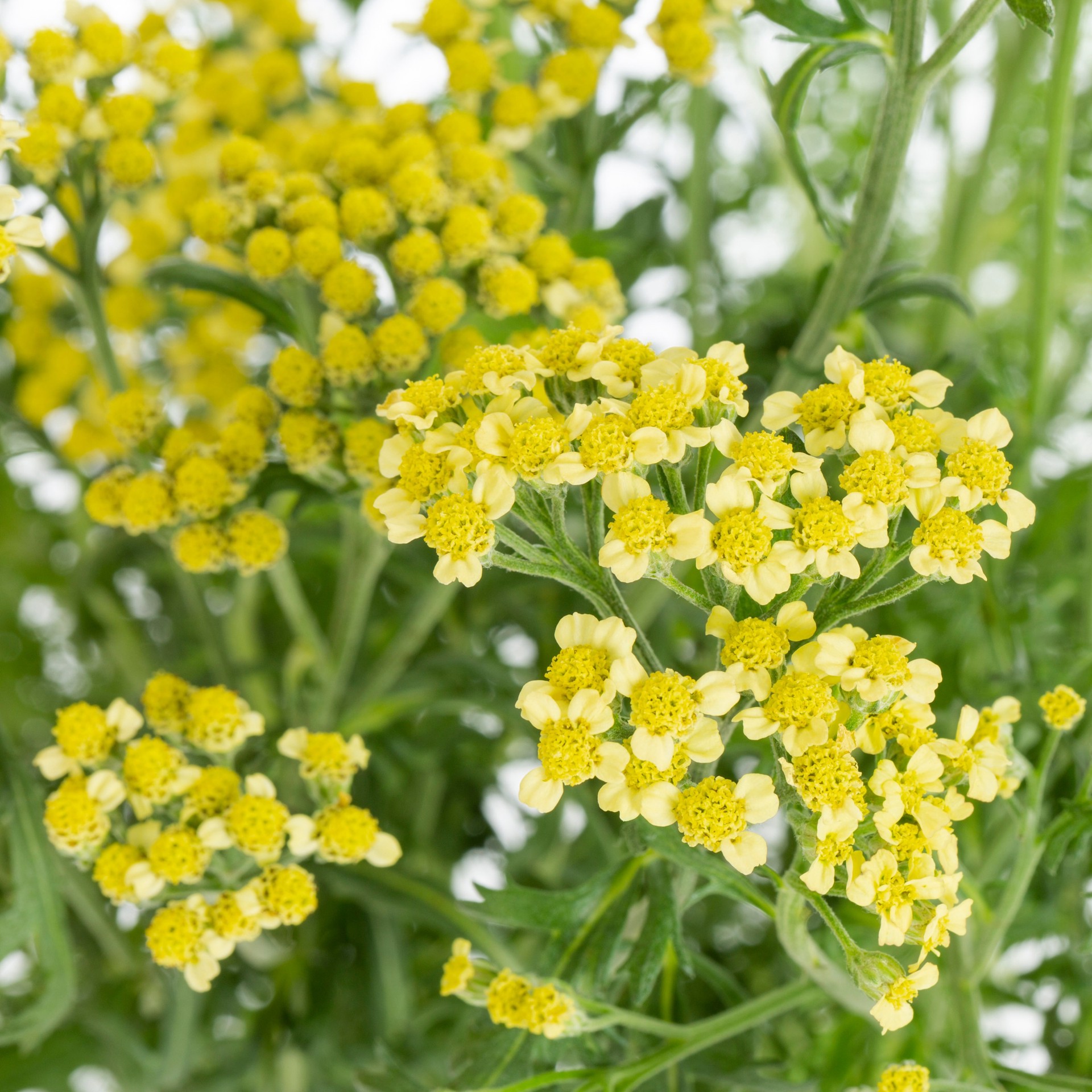 slide 2 of 4, Lowe's Multicolor Yarrow Plant in 2 -Quart Pot 1 -Pack, 1 ct