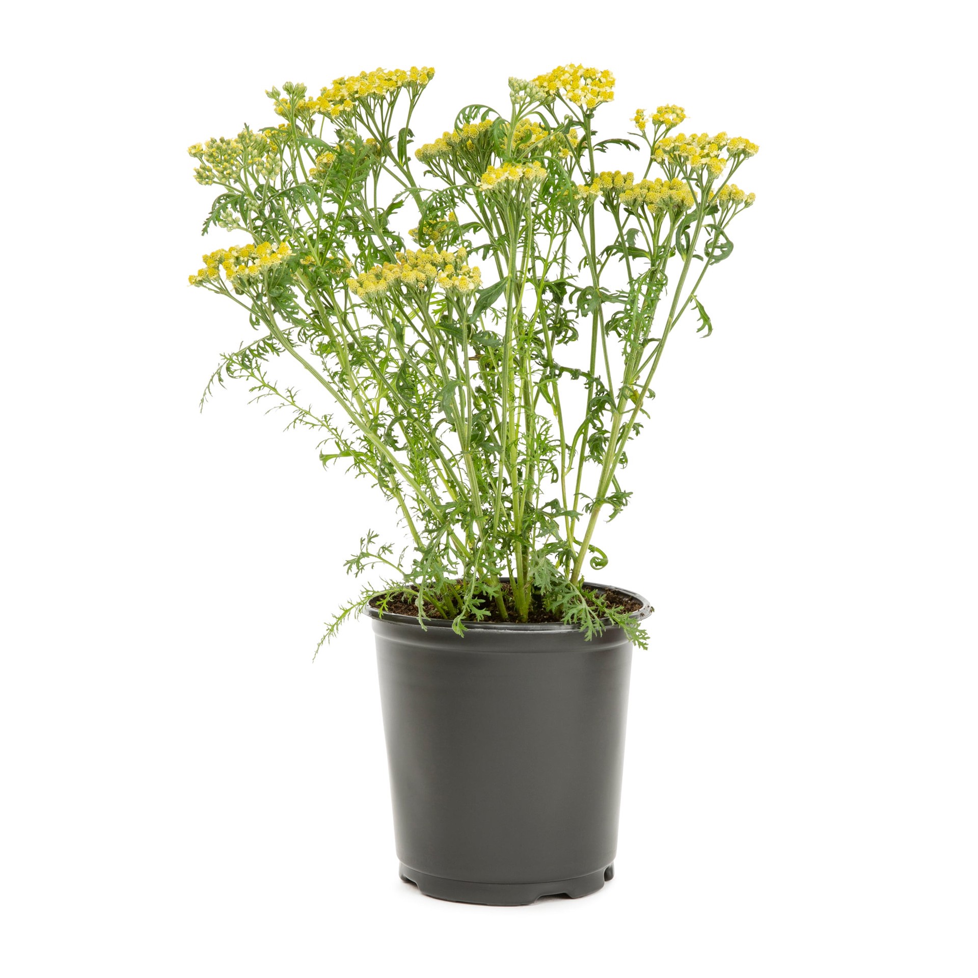 slide 1 of 4, Lowe's Multicolor Yarrow Plant in 2 -Quart Pot 1 -Pack, 1 ct