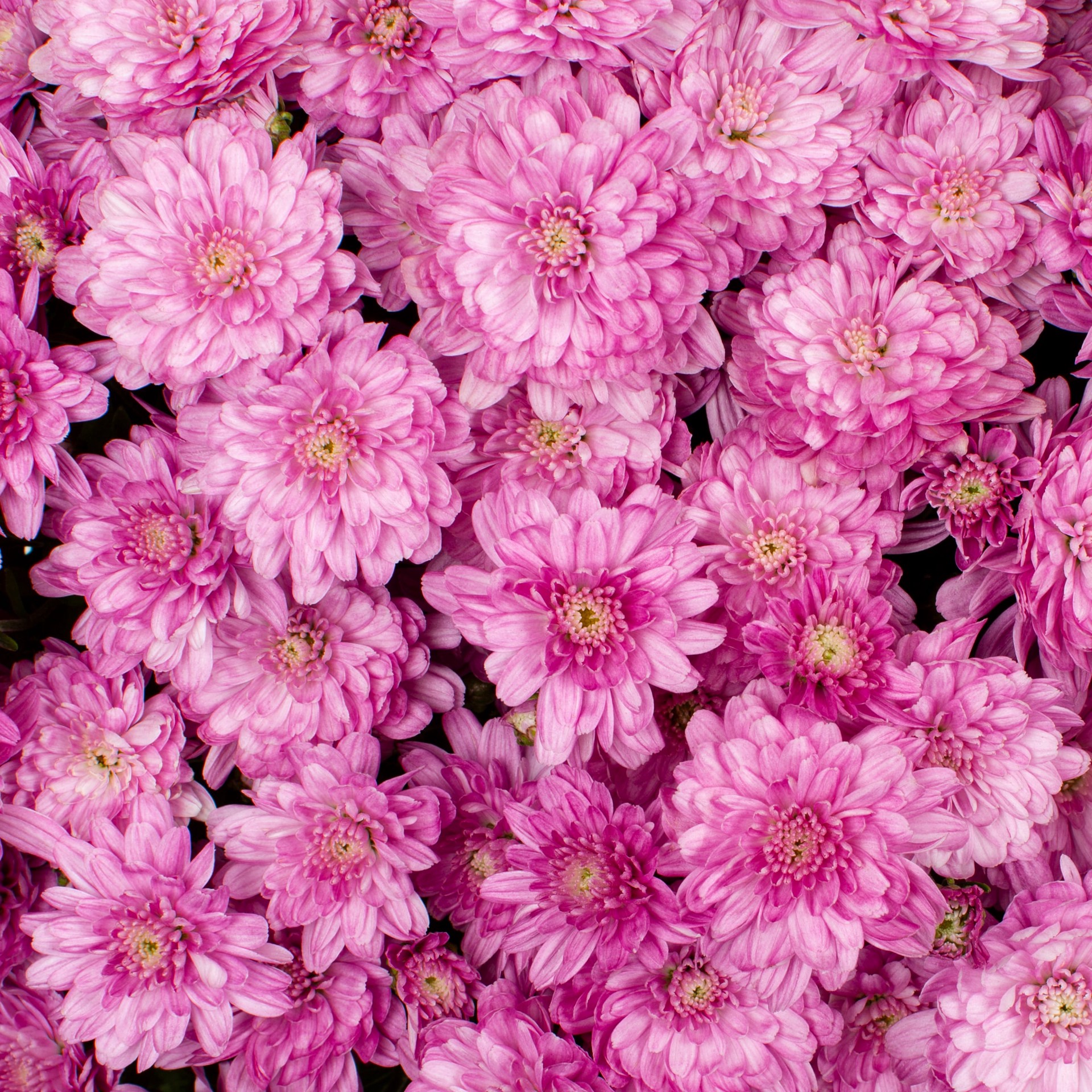 slide 2 of 4, Lowe's Pink Mum in 2.5 Gallon(s) Planter 1 -Pack, 1 ct
