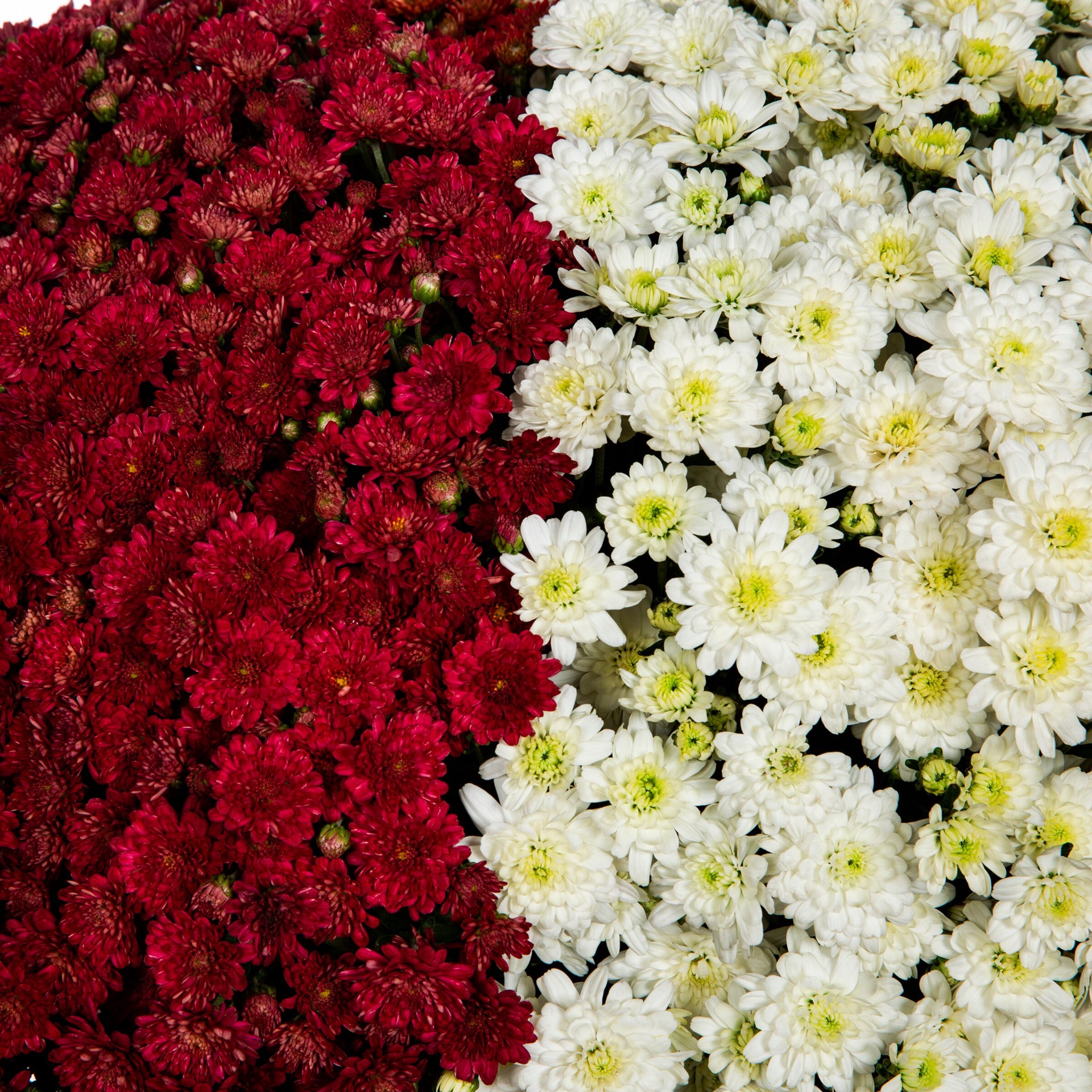 slide 2 of 4, Lowe's Multicolor Mum in 3.12 Gallon(s) Planter 1 -Pack, 1 ct