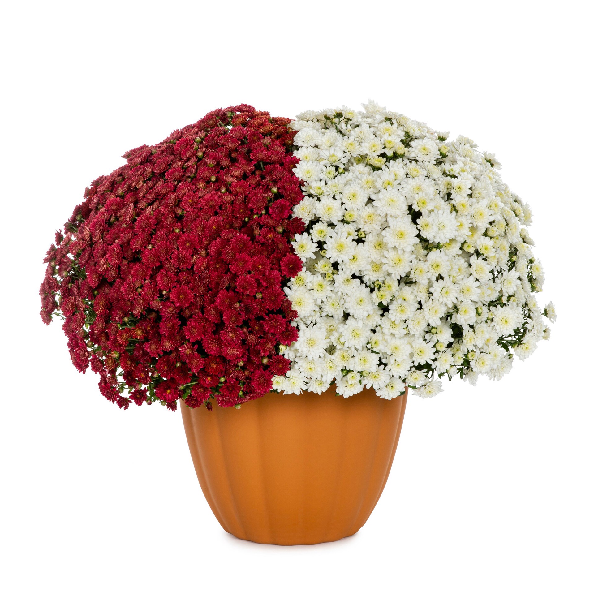 slide 1 of 4, Lowe's Multicolor Mum in 3.12 Gallon(s) Planter 1 -Pack, 1 ct