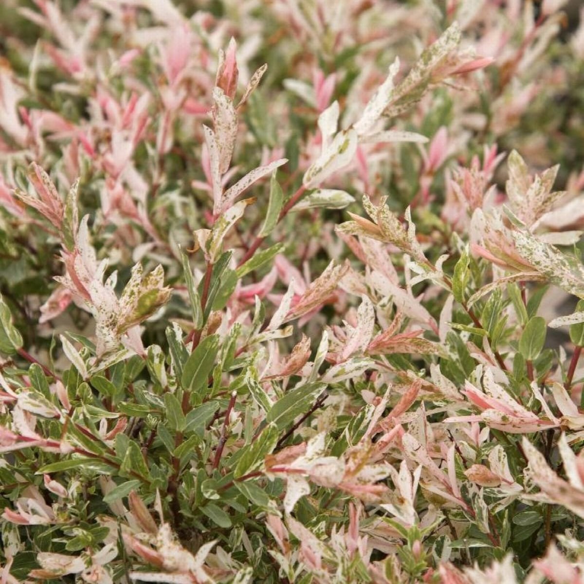 slide 2 of 4, Lowe's Dappled Willow Tree Feature Shrub in 3.58 -Gallon Pot 1 -Pack with Pink Blooms, 1 ct