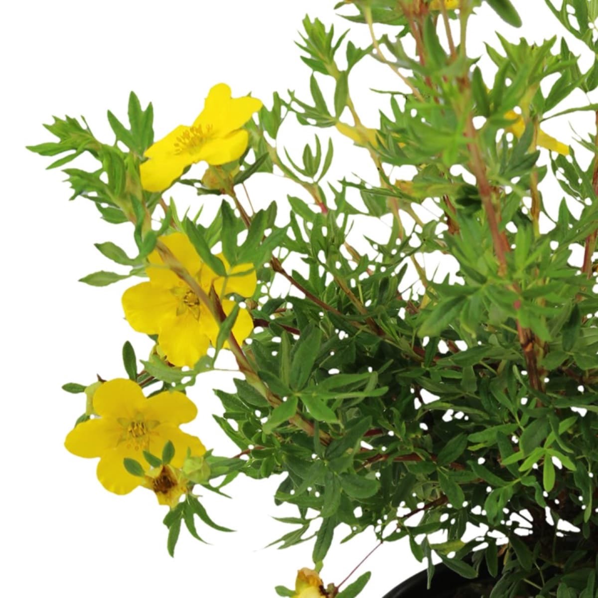 slide 2 of 2, Lowe's Shrubby Cinquefoil Shrub in 3.58 -Gallon, 1 ct