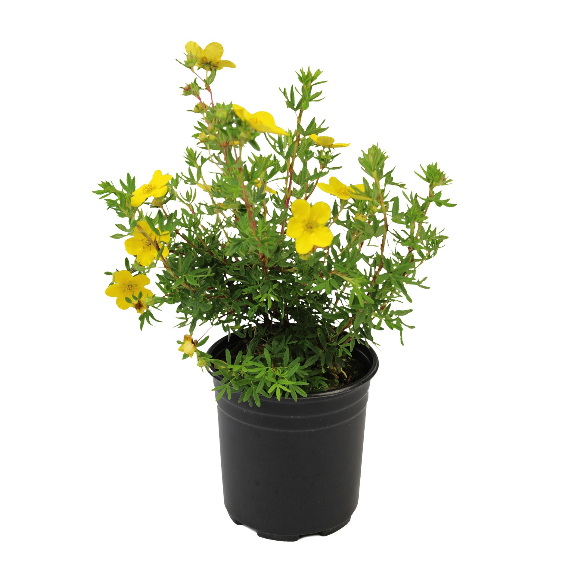 slide 1 of 2, Lowe's Shrubby Cinquefoil Shrub in 3.58 -Gallon, 1 ct