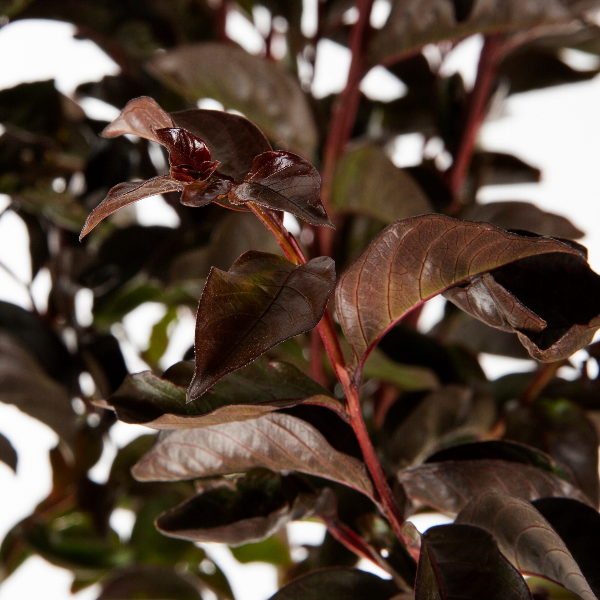 slide 2 of 3, Lowe's Crape Myrtle Shrub in 3.58 -Gallon, 1 ct