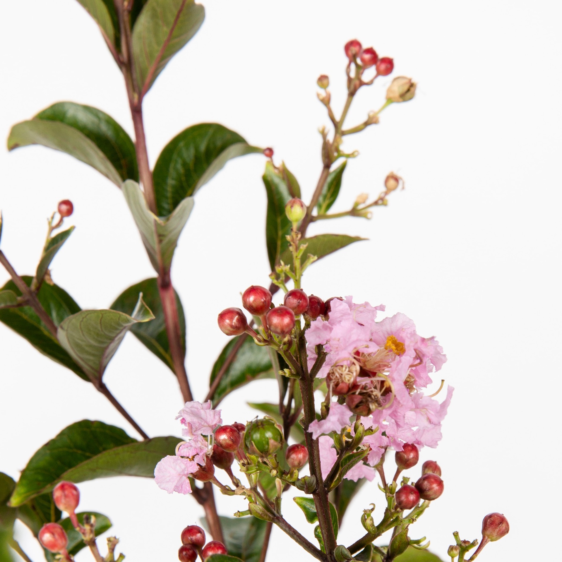 slide 3 of 3, Lowe's Crape Myrtle Shrub in 3.58 -Gallon, 1 ct