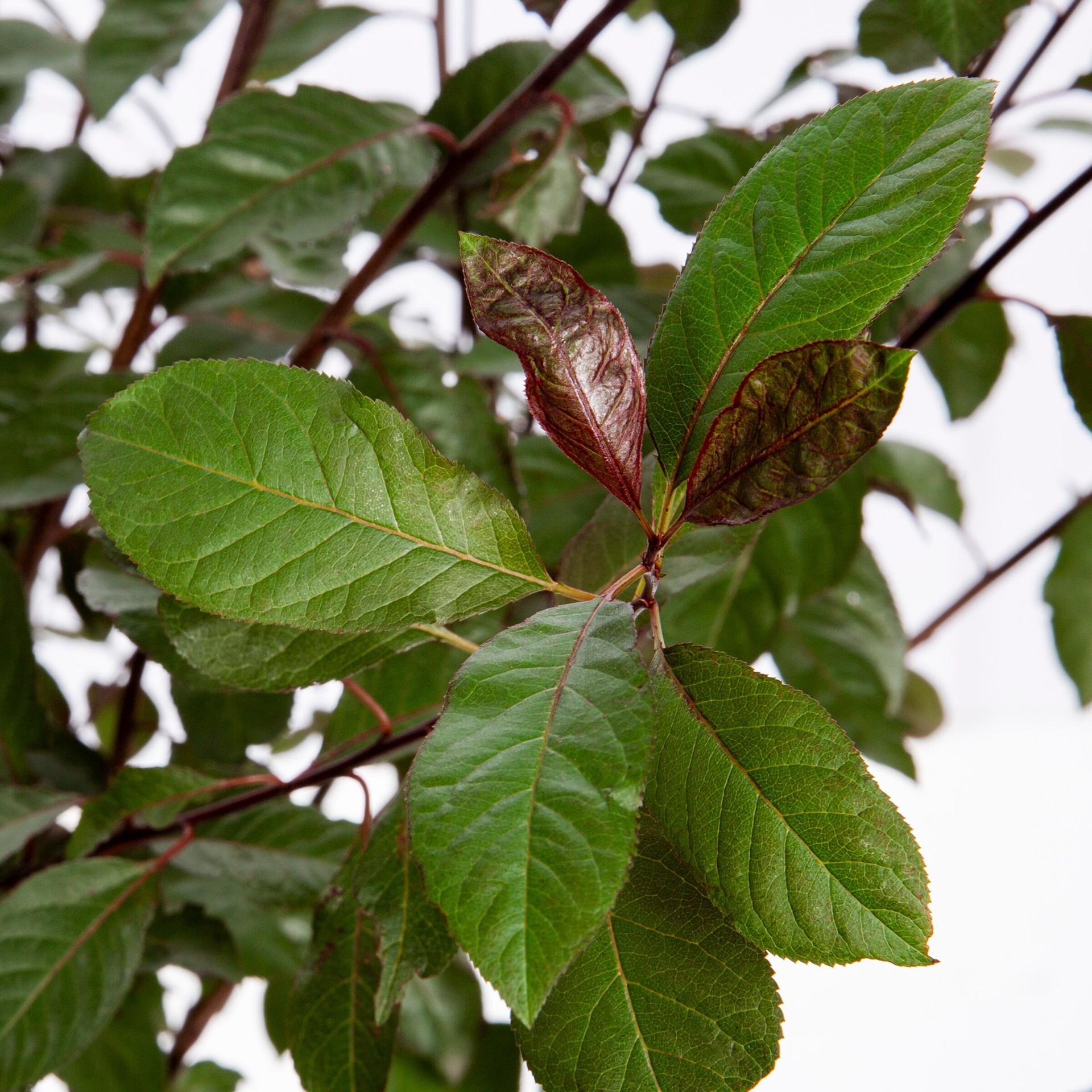 slide 2 of 4, Lowe's Purple Leaf Sand Cherry Shrub in 3.58 -Gallon, 1 ct