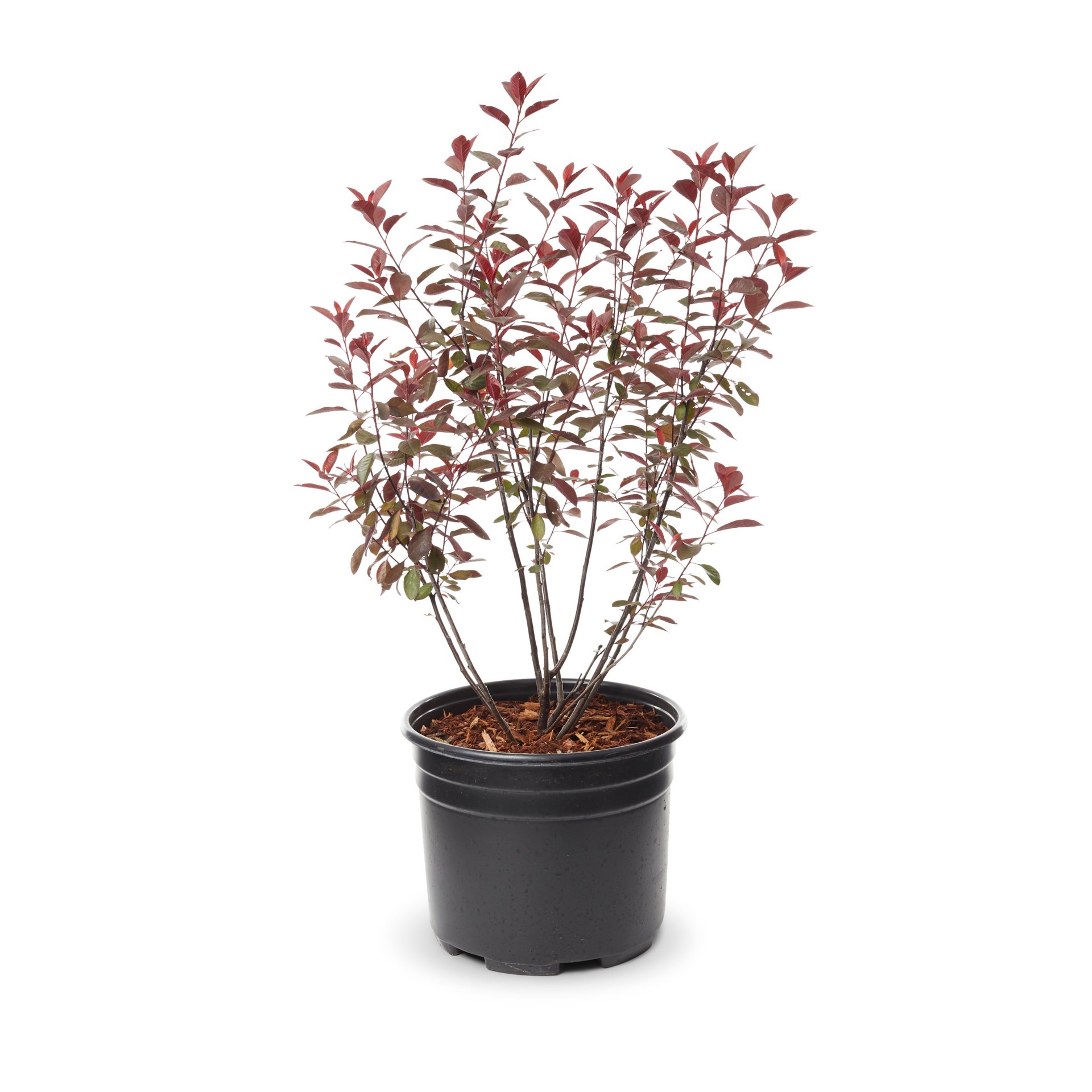 slide 3 of 4, Lowe's Purple Leaf Sand Cherry Shrub in 3.58 -Gallon, 1 ct