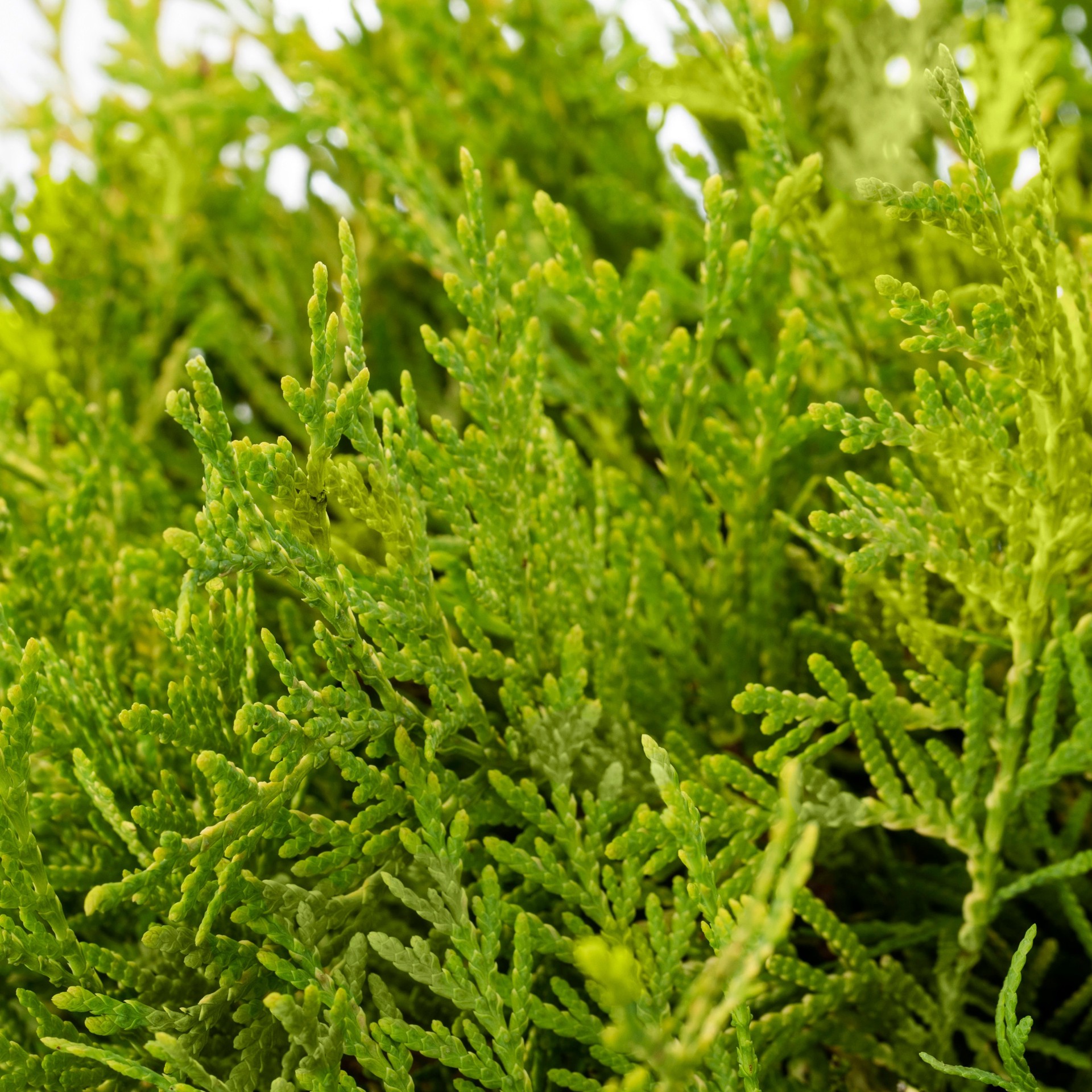 slide 2 of 2, Lowe's Arborvitae Shrub in 3.58 -Gallon, 1 ct