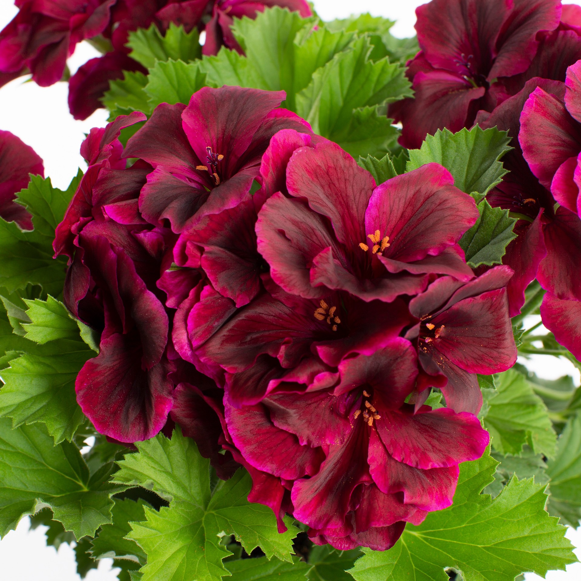 slide 2 of 2, Lowe's Multicolor Martha Washington Geranium in 2.5 Quart(s) Pot, 1 ct