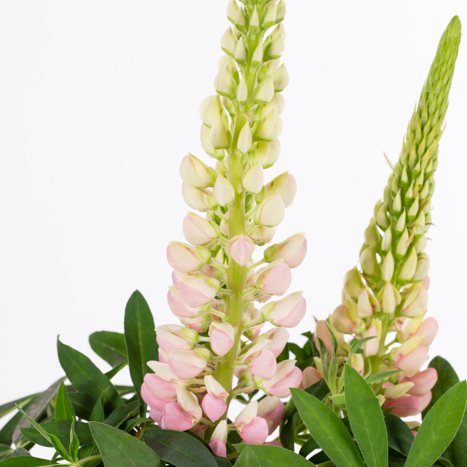 slide 2 of 2, Lowe's Lupine Plant in 2 -Quart, 1 ct