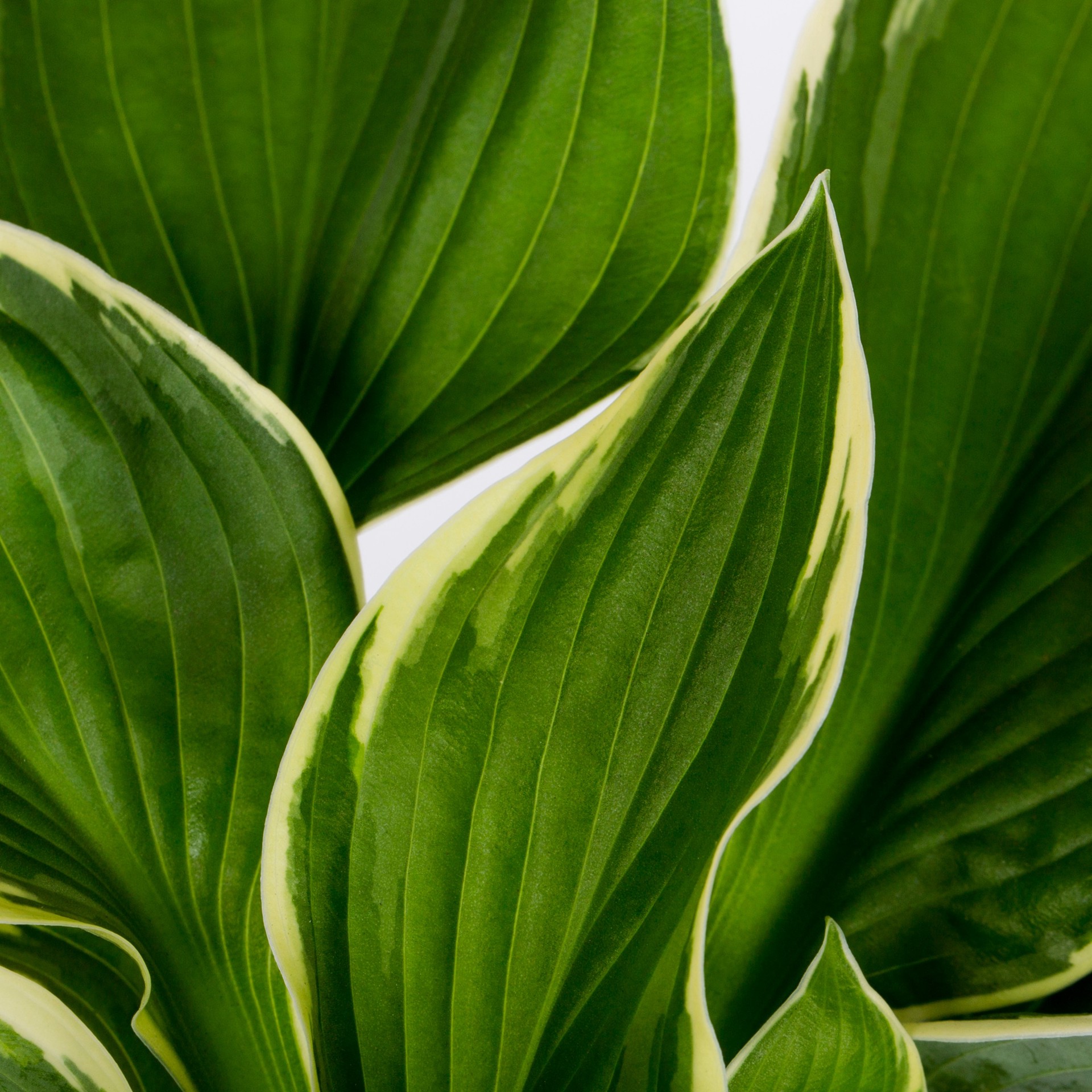 slide 2 of 4, Lowe's Francee Hosta Plant in 1.5 -Pint Pot 1 -Pack, 1 ct