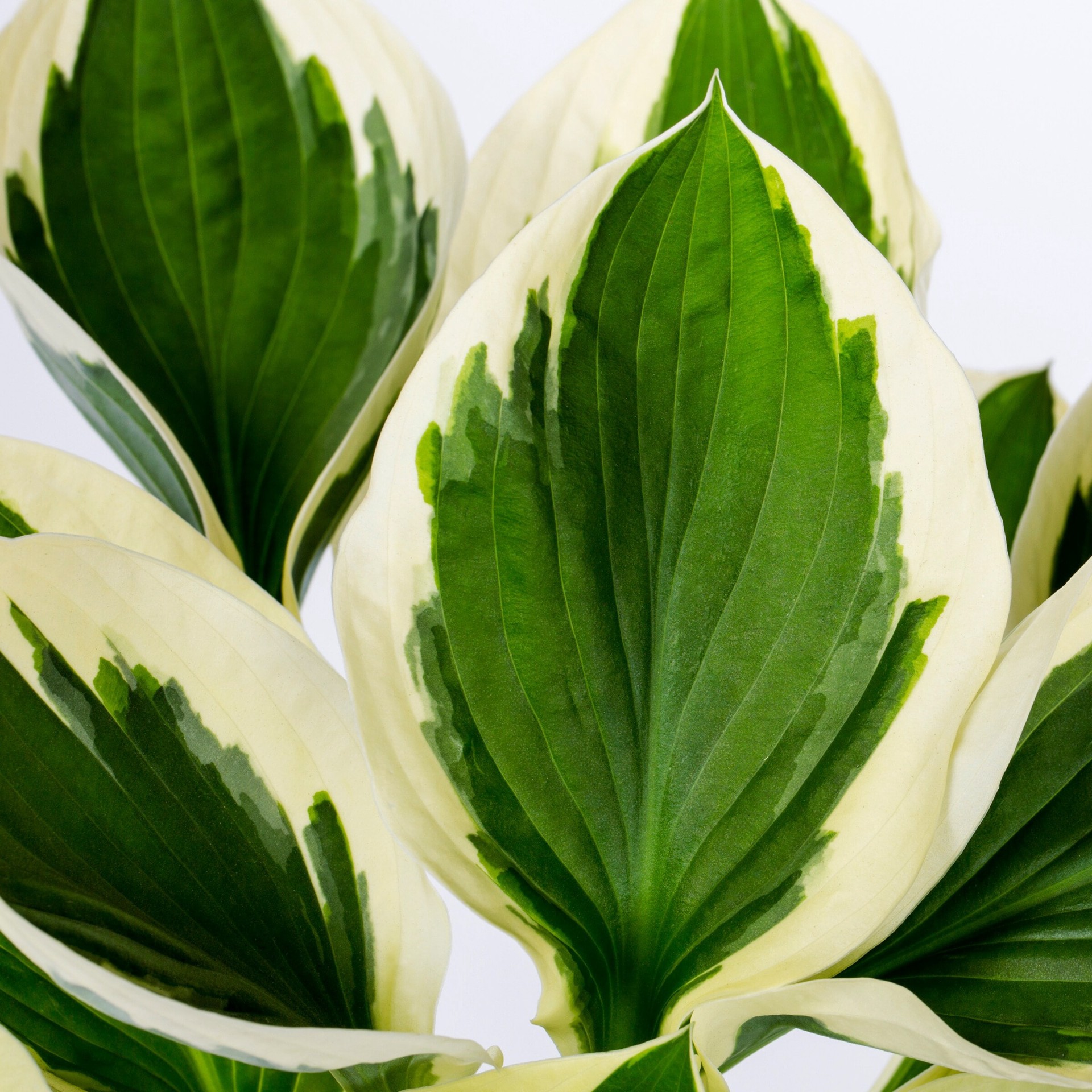 slide 2 of 4, Monrovia White Hosta Plant in 1 -Quart Pot 1 -Pack, 1 ct