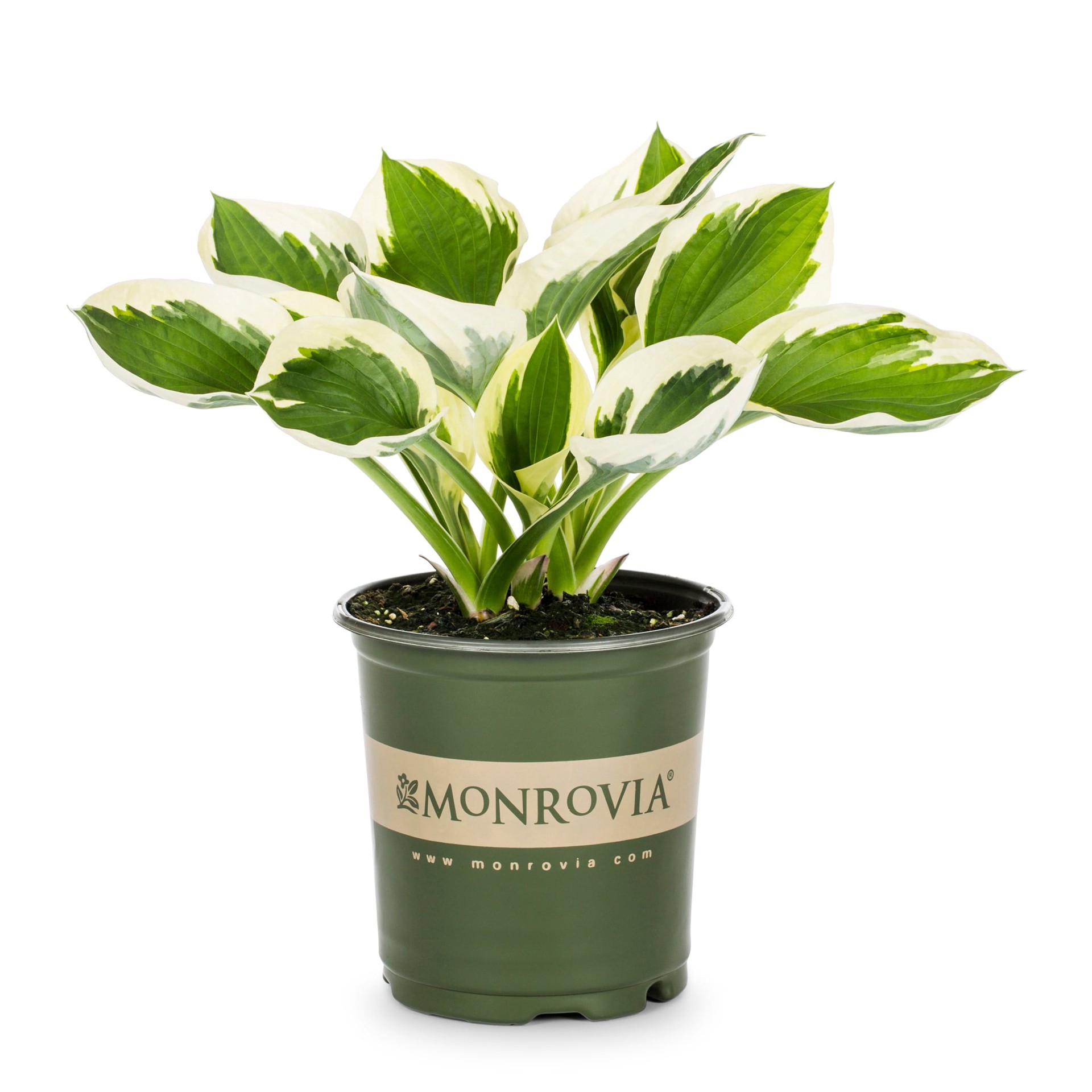 slide 1 of 4, Monrovia White Hosta Plant in 1 -Quart Pot 1 -Pack, 1 ct