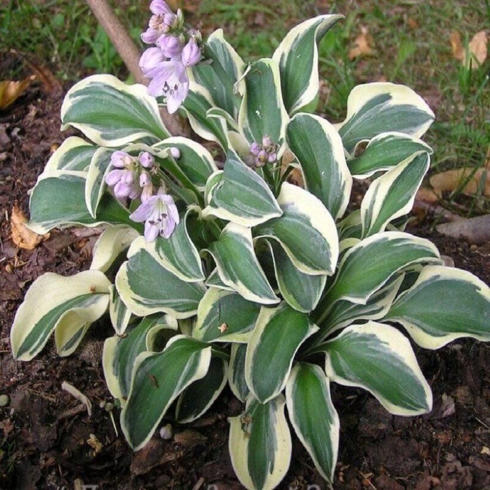 slide 3 of 4, Monrovia White Hosta Plant in 1 -Quart Pot 1 -Pack, 1 ct