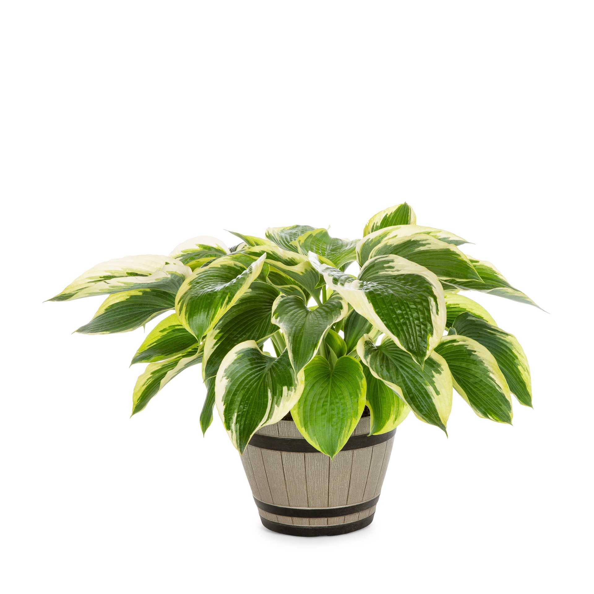 slide 4 of 4, Monrovia White Hosta Plant in 1 -Quart Pot 1 -Pack, 1 ct