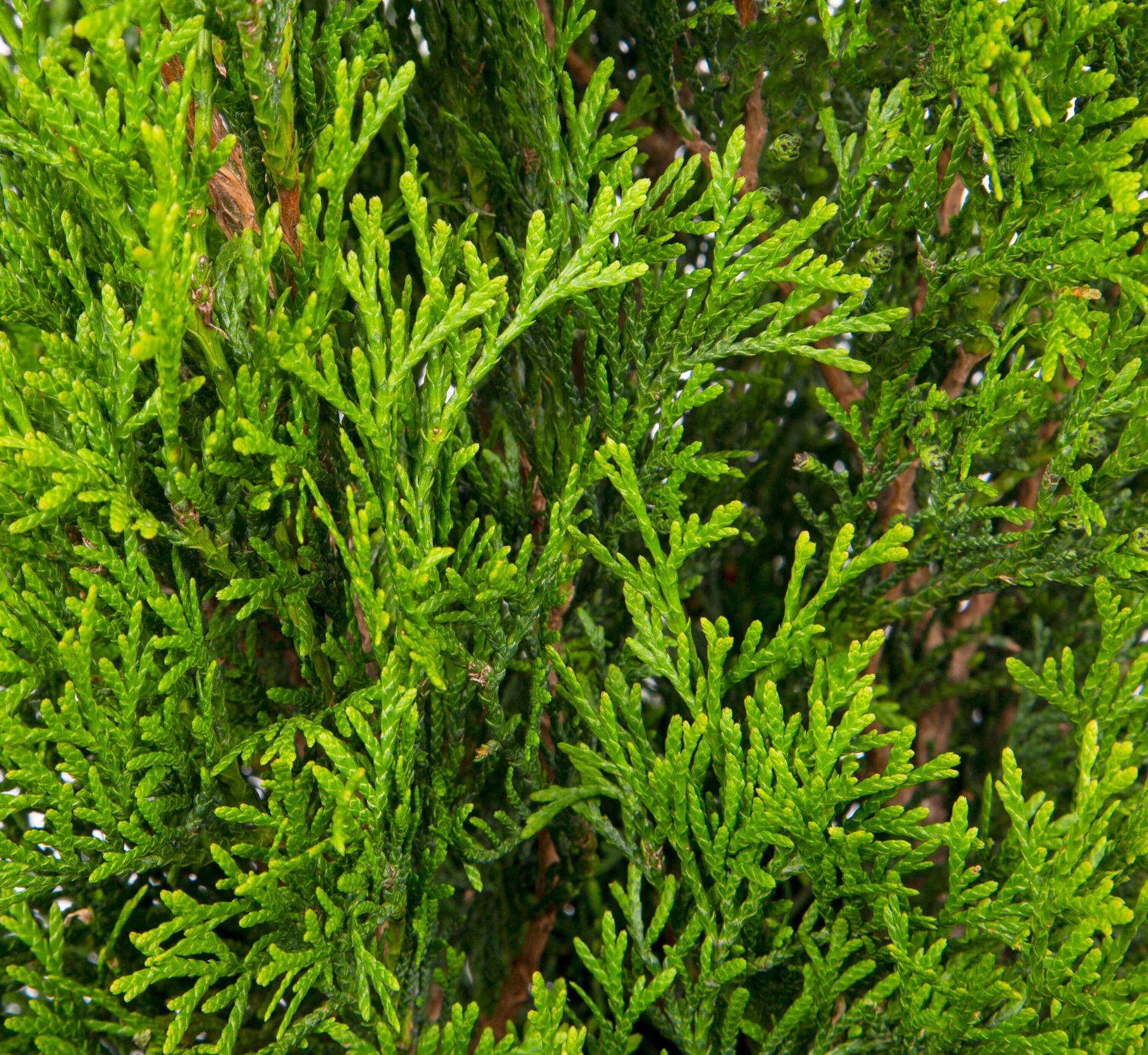 slide 2 of 4, Lowe's Emerald Green Arborvitae Screening Shrub in 3.58 -Gallon Pot 1 -Pack, 1 ct