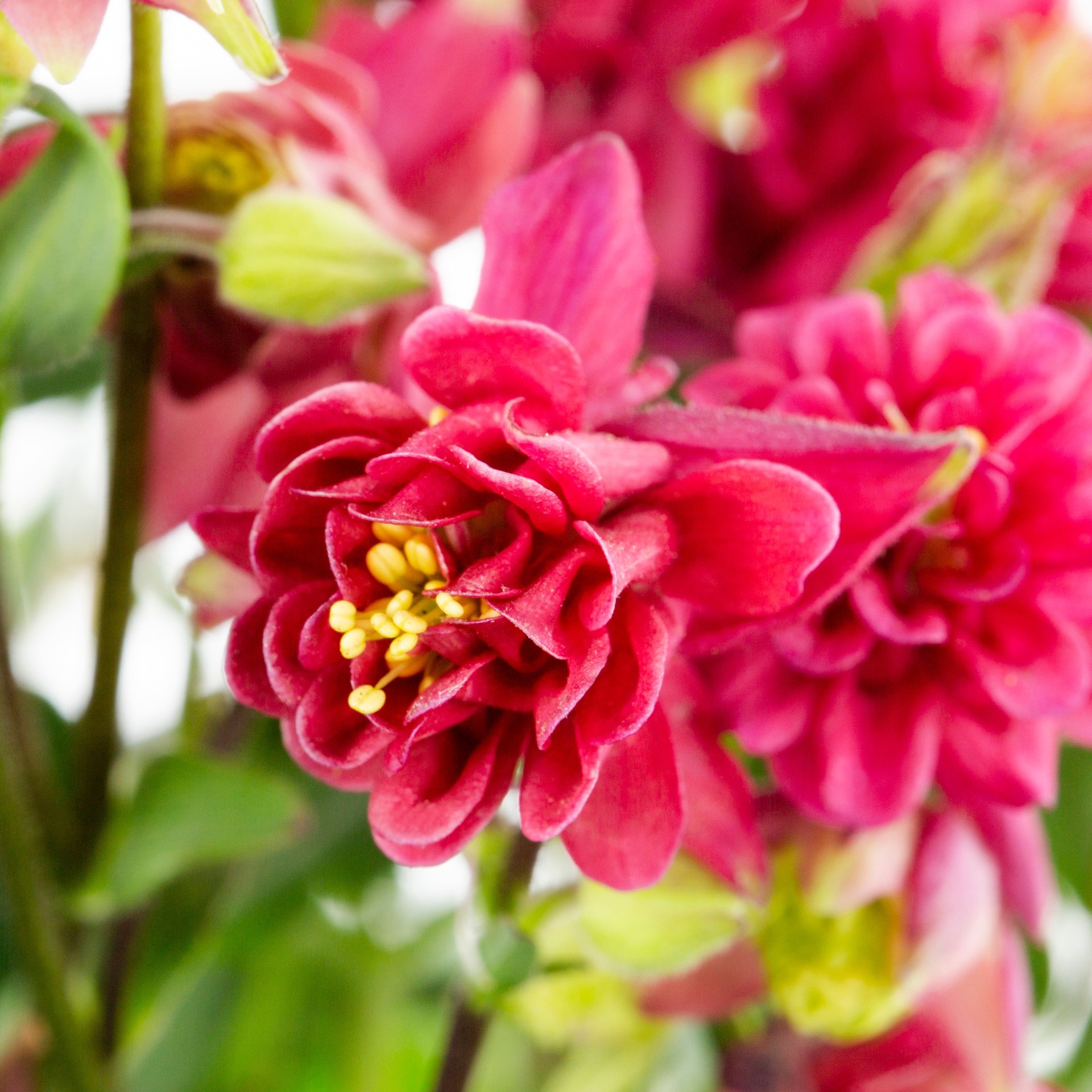 slide 2 of 4, Lowe's Multicolor Columbine Plant in 2.5-Quart Pot, 1 ct