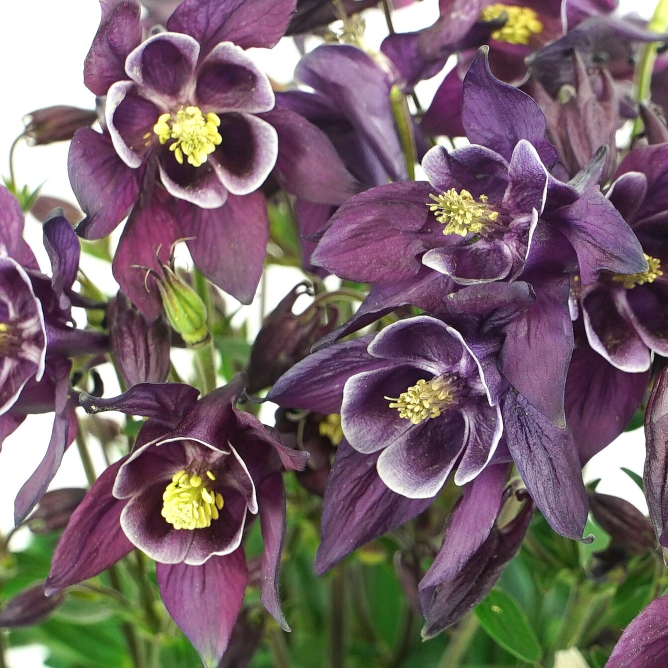 slide 3 of 4, Lowe's Multicolor Columbine Plant in 2.5-Quart Pot, 1 ct