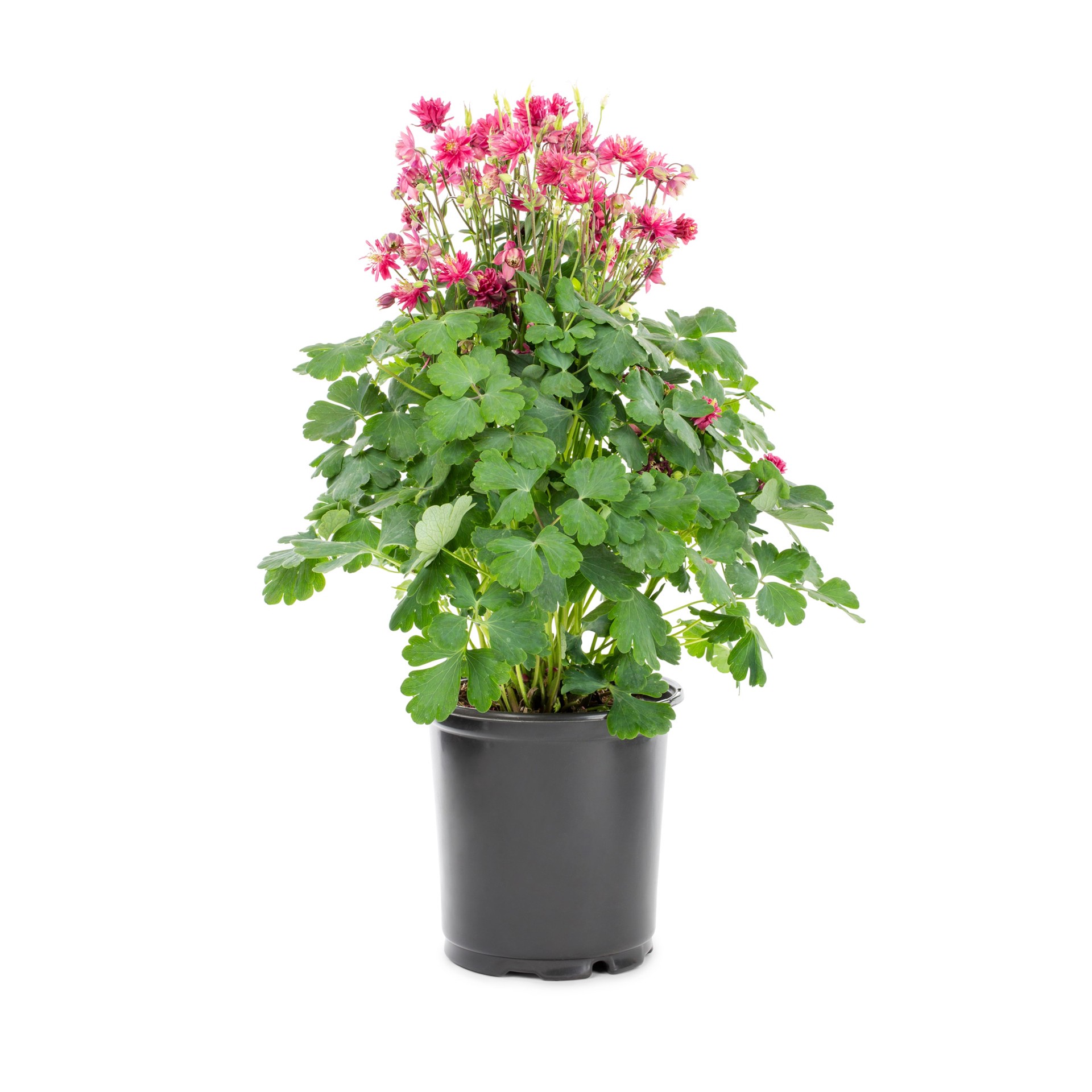 slide 1 of 4, Lowe's Multicolor Columbine Plant in 2.5-Quart Pot, 1 ct