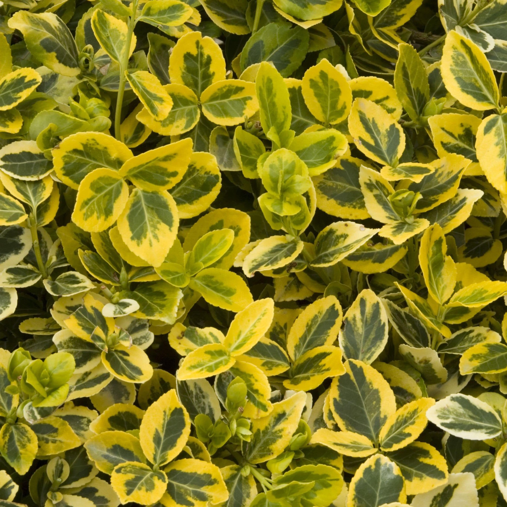 slide 2 of 4, Monrovia Sunrise Wintercreeper Accent Shrub in 1.73 -Gallon Pot 1 -Pack with White Blooms, 1 ct