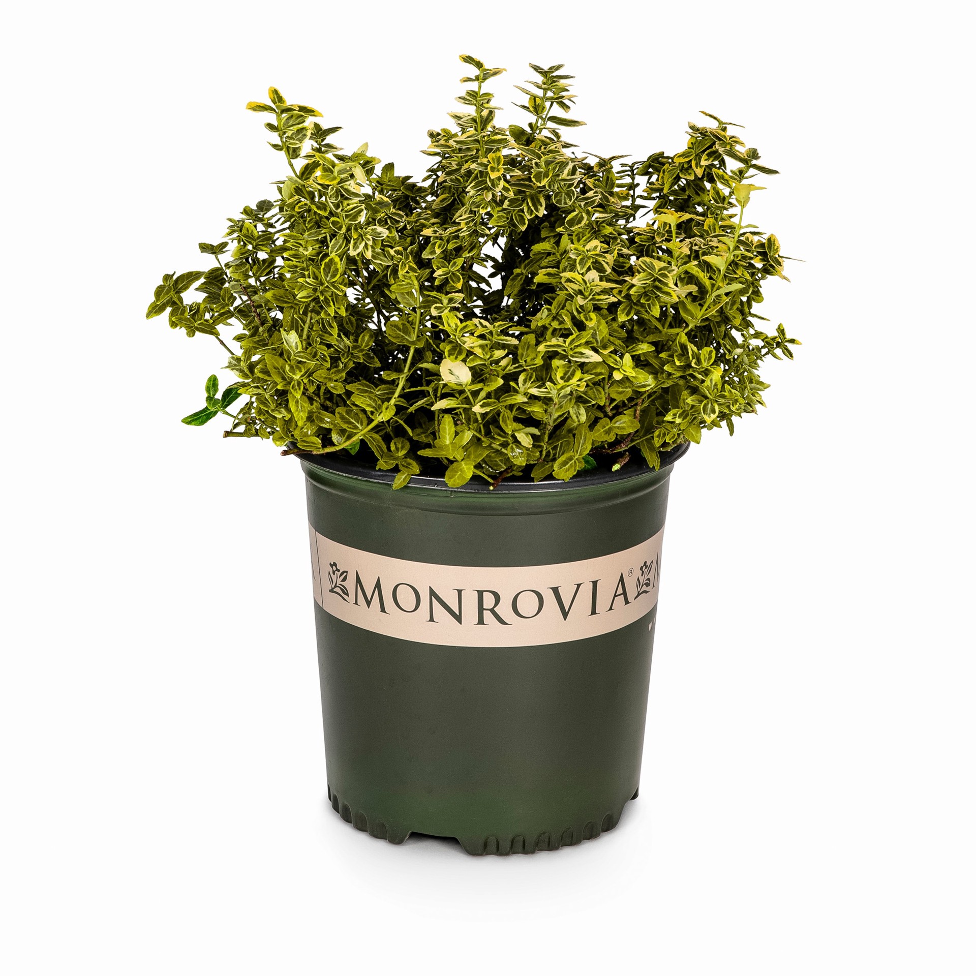 slide 1 of 4, Monrovia Sunrise Wintercreeper Accent Shrub in 1.73 -Gallon Pot 1 -Pack with White Blooms, 1 ct