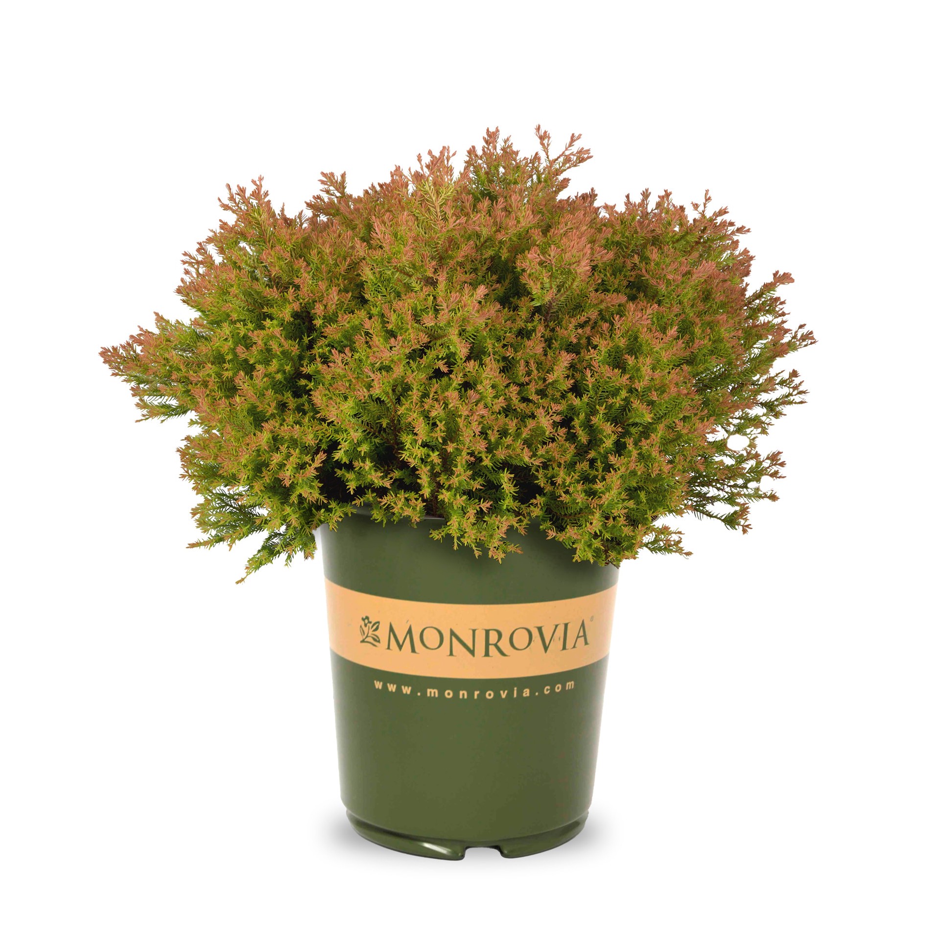 slide 1 of 4, Monrovia Fire Chief Arborvitae Foundation/Hedge Shrub in 2.6 -Quart Pot 1 -Pack, 1 ct