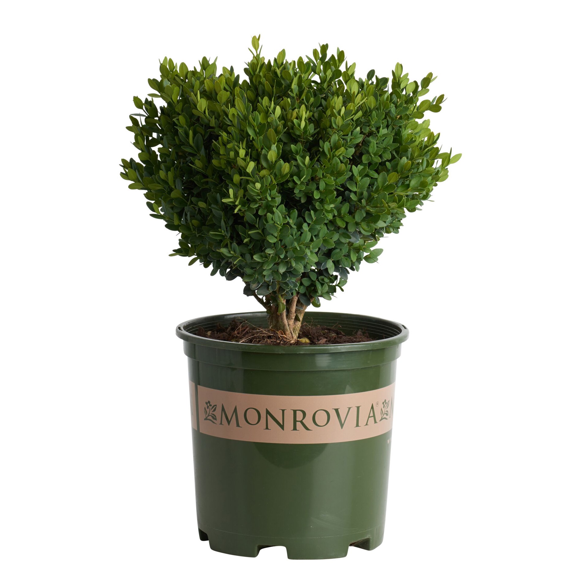 slide 1 of 4, Monrovia Green Mountain Boxwood Foundation/Hedge Shrub in 1.73 -Gallon Pot 1 -Pack with Multicolor Blooms, 1 ct