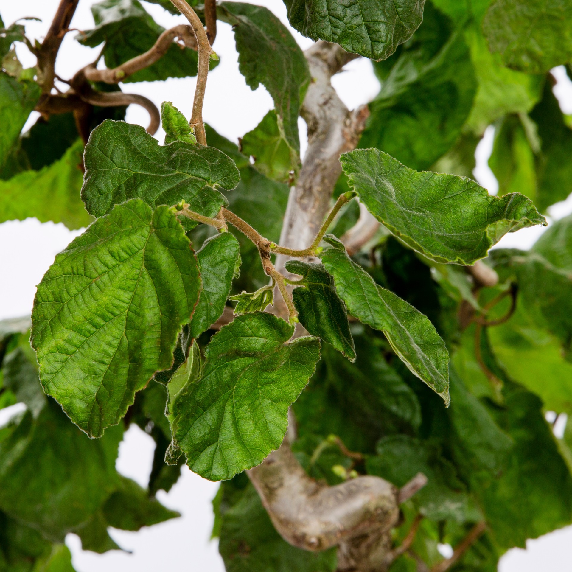slide 2 of 4, Monrovia 3.58 -Gallon Yellow Feature Harry Lauder's walking stick In pot (with soil), 1 ct