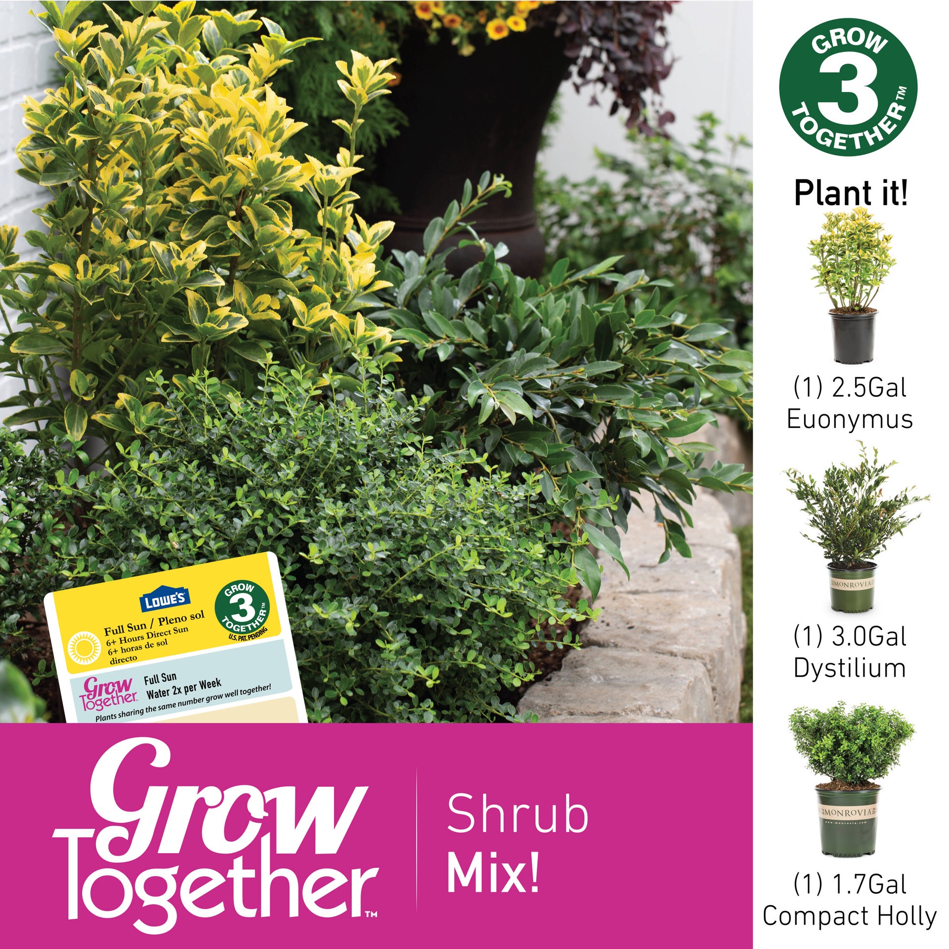 slide 3 of 3, Monrovia Blue Cascade Distylium Shrub in 3 -Gallon, 1 ct