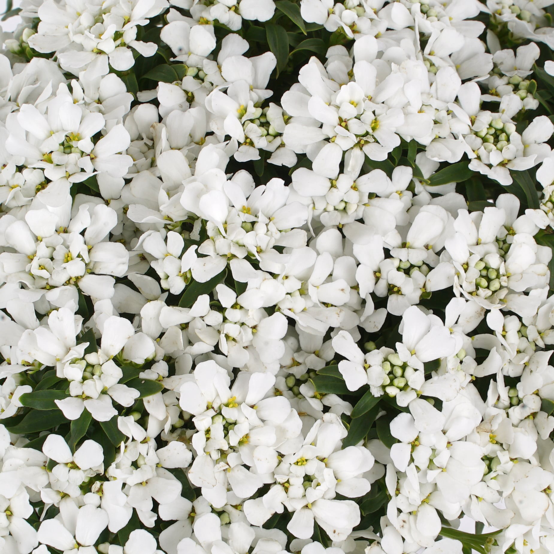 slide 2 of 3, Lowe's White Candytuft Plant in 2.5-Quart, 1 ct