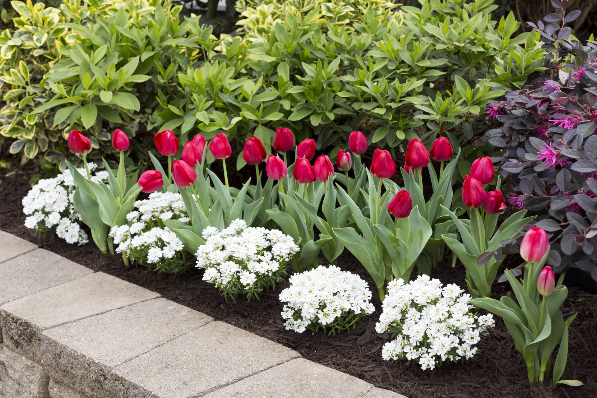 slide 3 of 3, Lowe's White Candytuft Plant in 2.5-Quart, 1 ct
