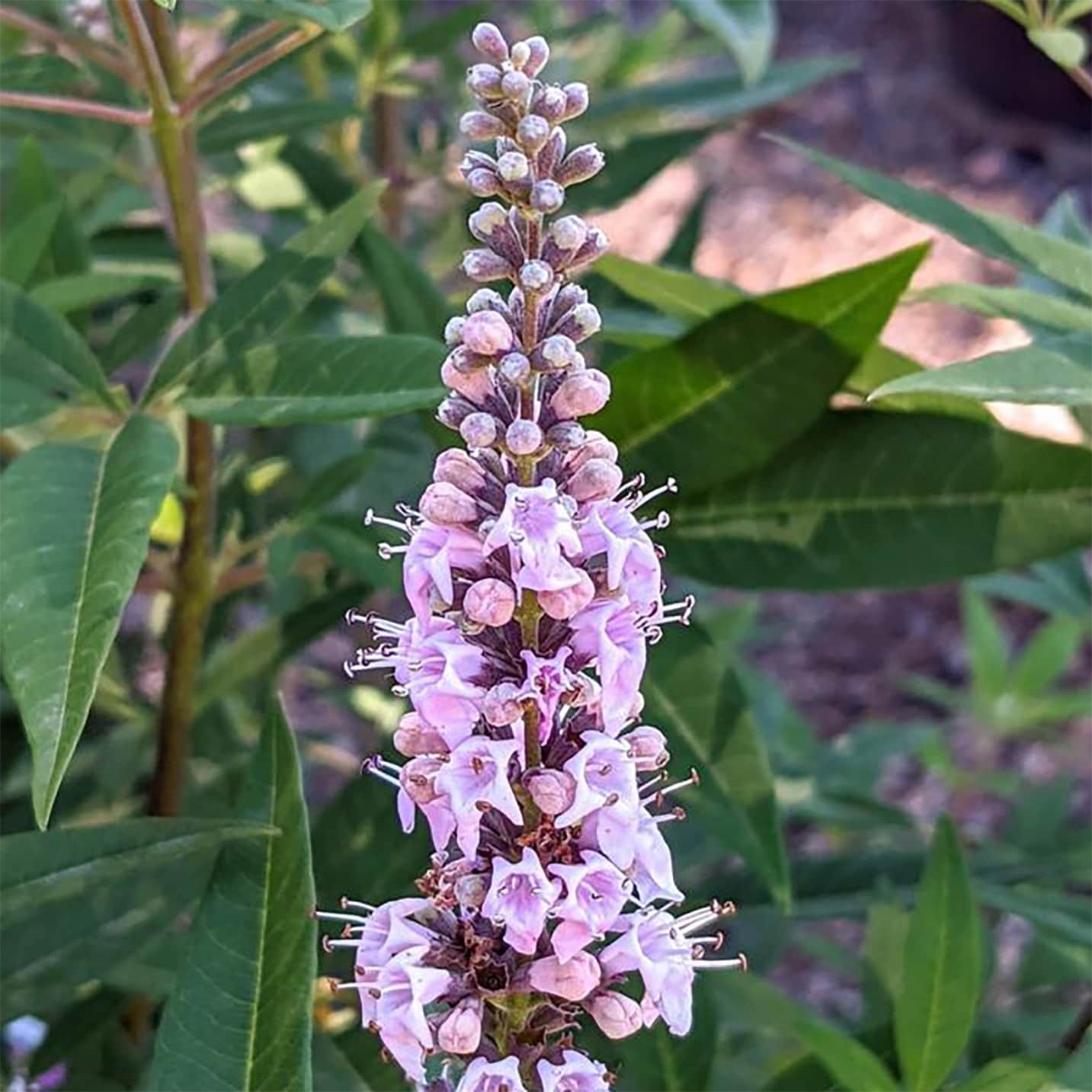 slide 2 of 4, Lowe's Chaste Tree Flowering Shrub in 2 -Gallon Pot 1 -Pack with Pink Blooms, 1 ct