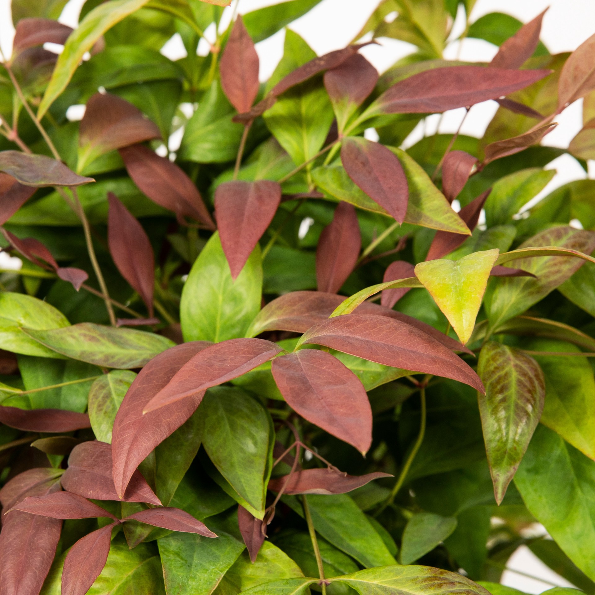 slide 2 of 4, Lowe's Blush Pink Nandina Accent Shrub in 3 -Gallon Pot 1 -Pack, 1 ct