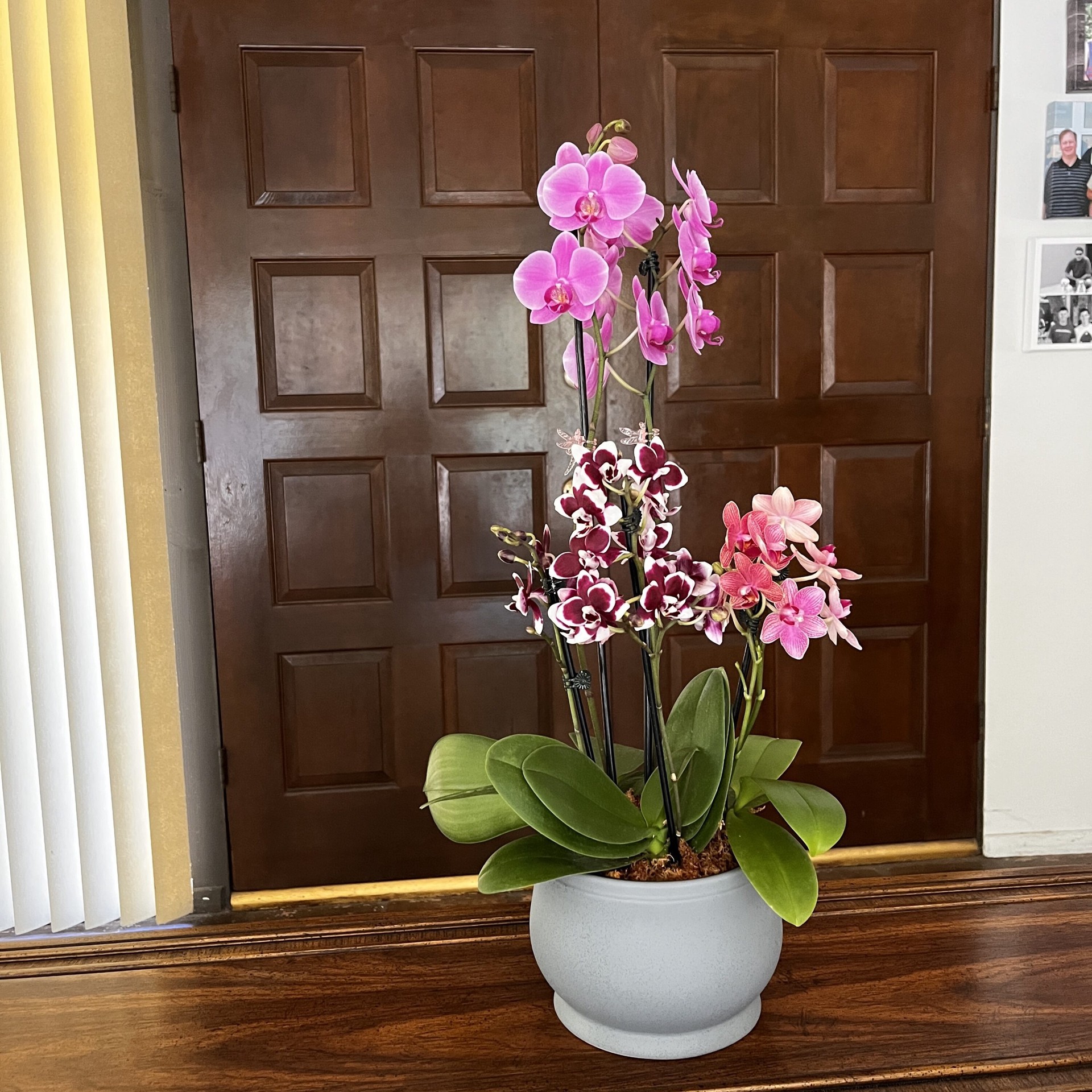 slide 3 of 4, Gubler Mixed Orchid House Plant in 1.56-Quart Planter, 1 ct