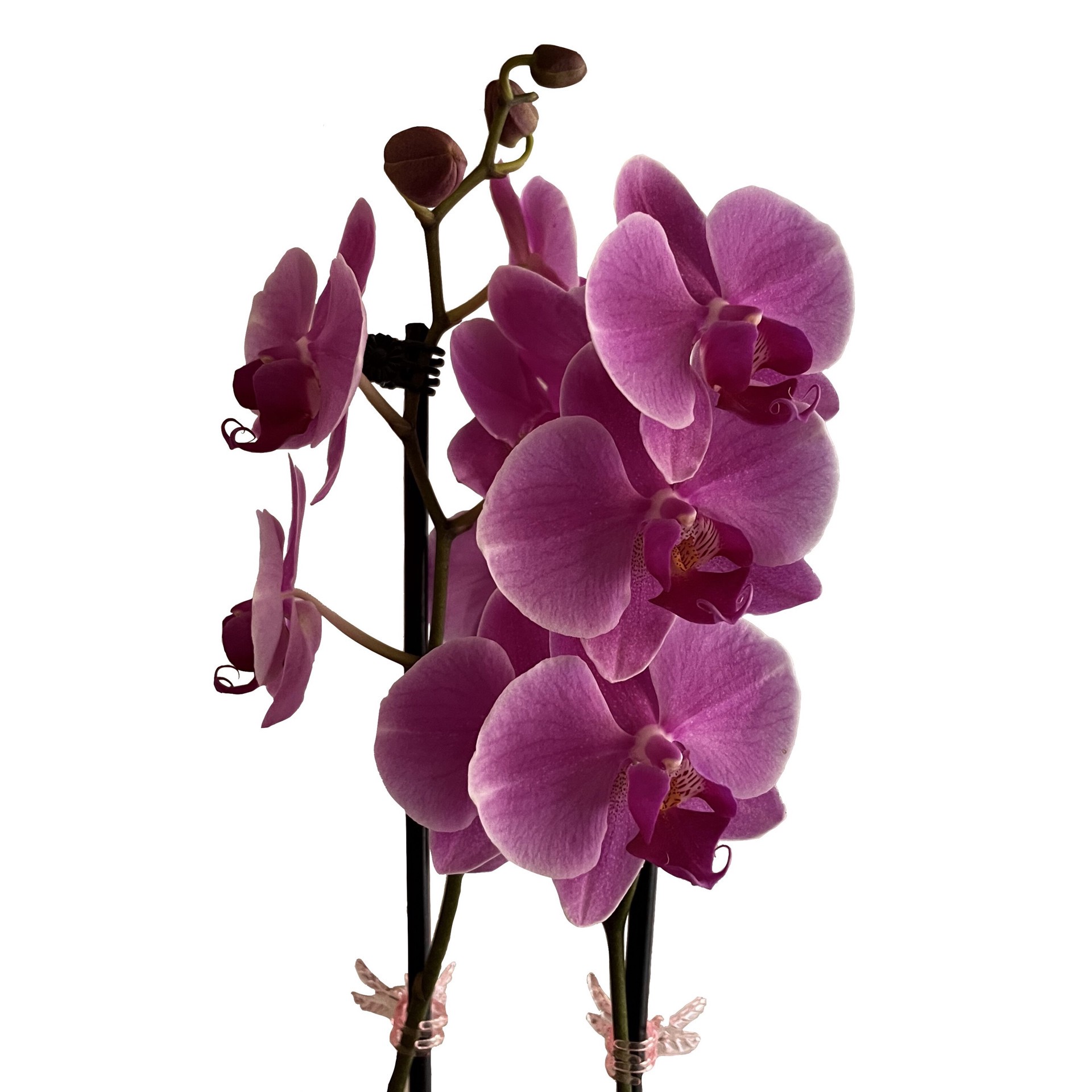 slide 4 of 4, Gubler Mixed Orchid House Plant in 1.56-Quart Planter, 1 ct