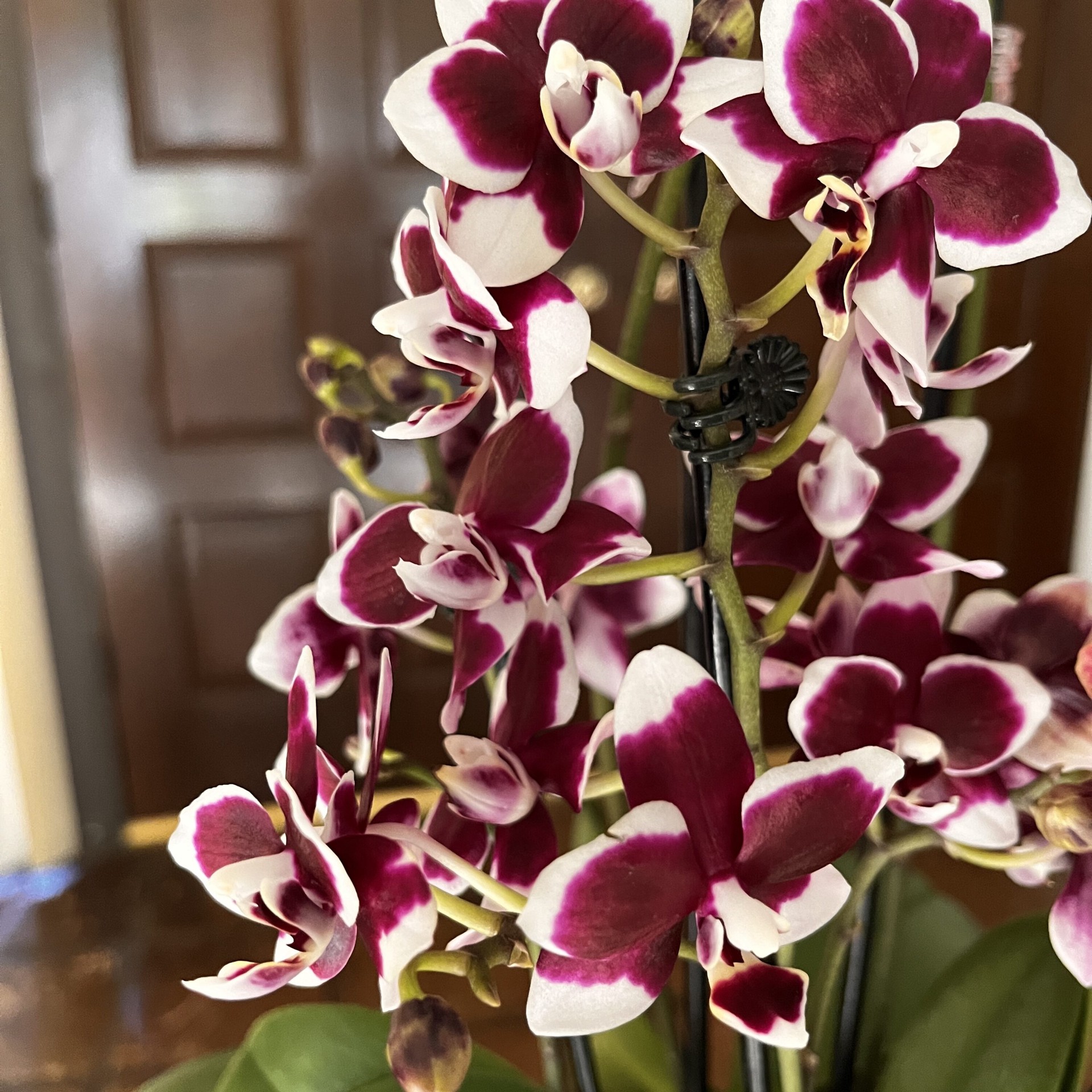 slide 2 of 4, Gubler Mixed Orchid House Plant in 1.56-Quart Planter, 1 ct