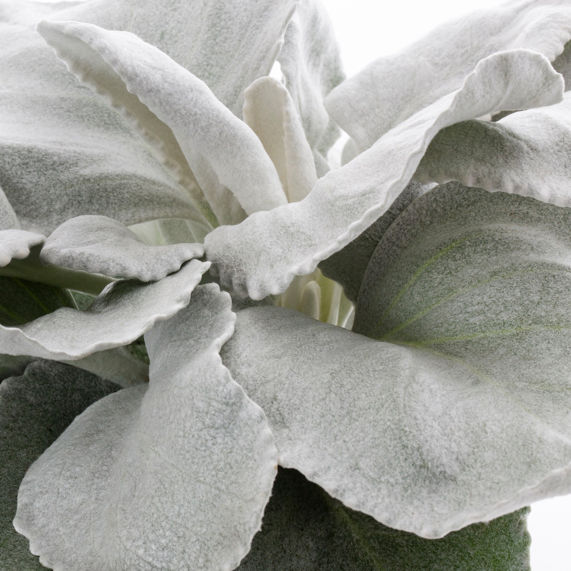 slide 2 of 2, Lowe's Multicolor Senecio in 1-Gallon Planter, 1 ct