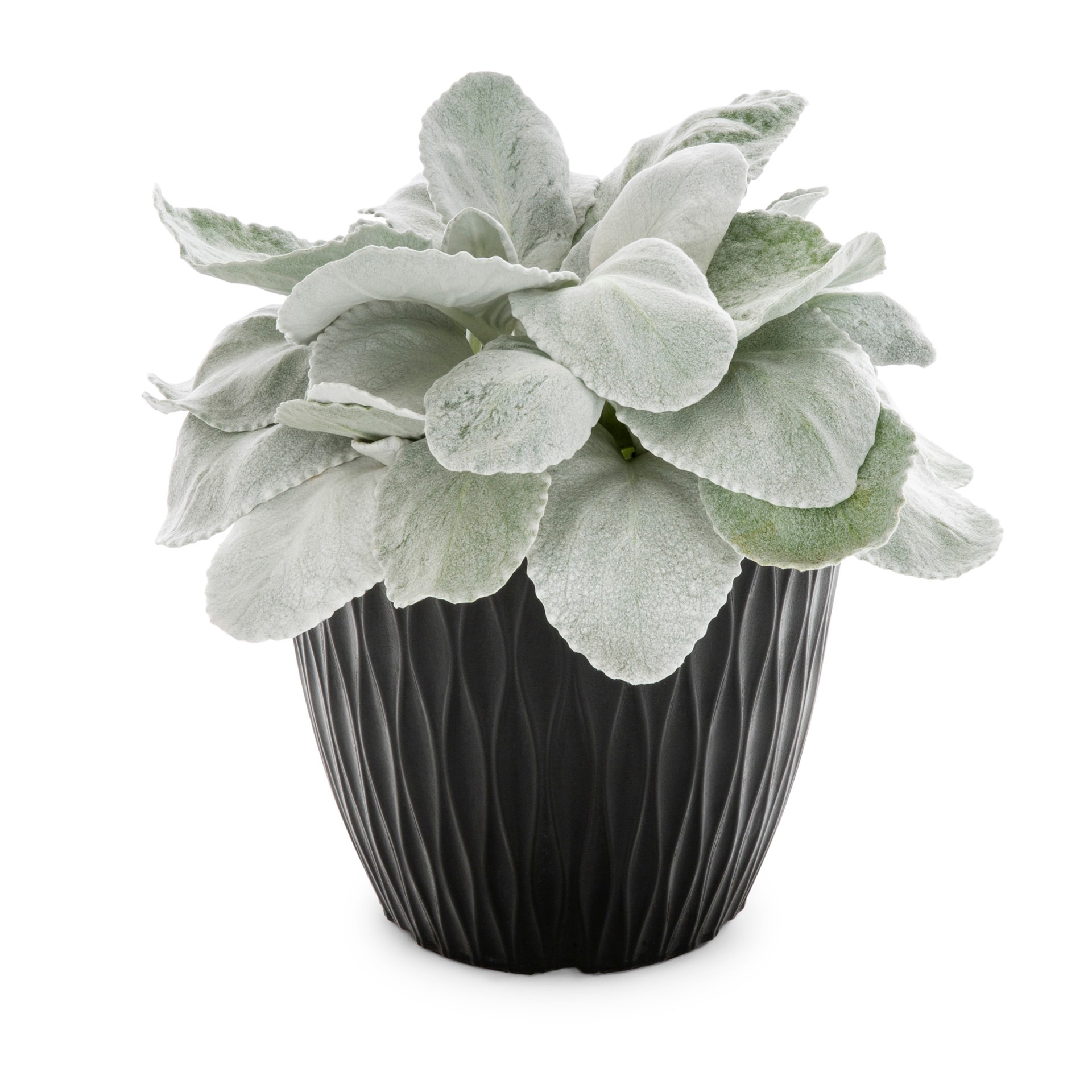 slide 1 of 2, Lowe's Multicolor Senecio in 1-Gallon Planter, 1 ct