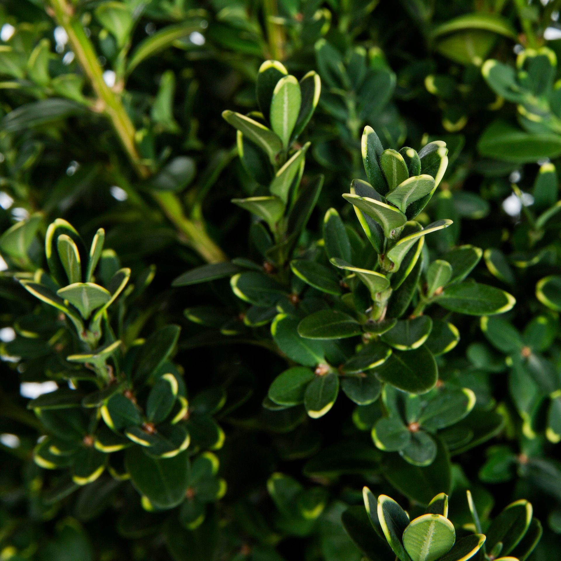 slide 2 of 4, Monrovia Green Mountain Boxwood Foundation/Hedge Shrub in 13.2 -Gallon Pot 1 -Pack with Multicolor Blooms, 1 ct