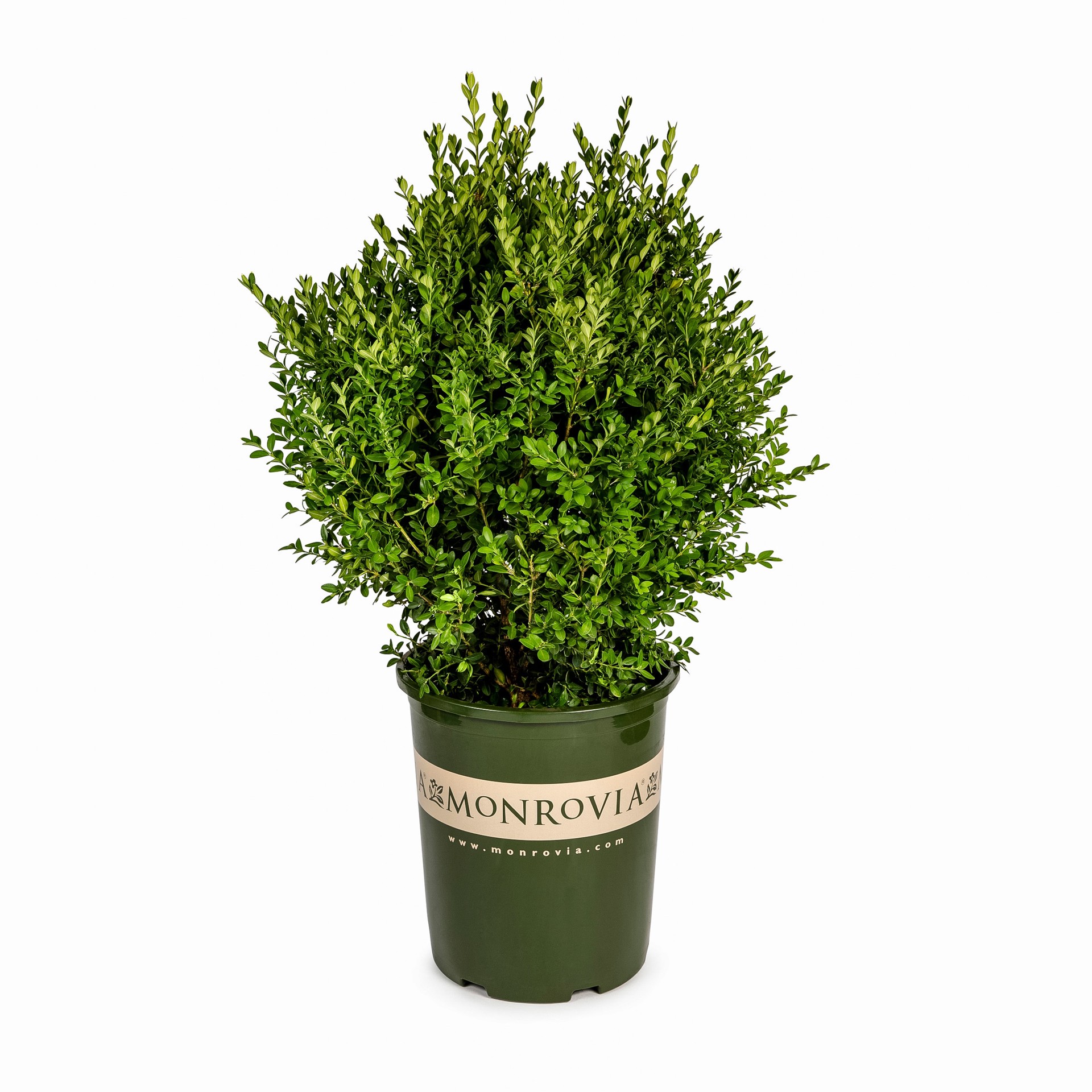 slide 1 of 4, Monrovia Green Mountain Boxwood Foundation/Hedge Shrub in 13.2 -Gallon Pot 1 -Pack with Multicolor Blooms, 1 ct