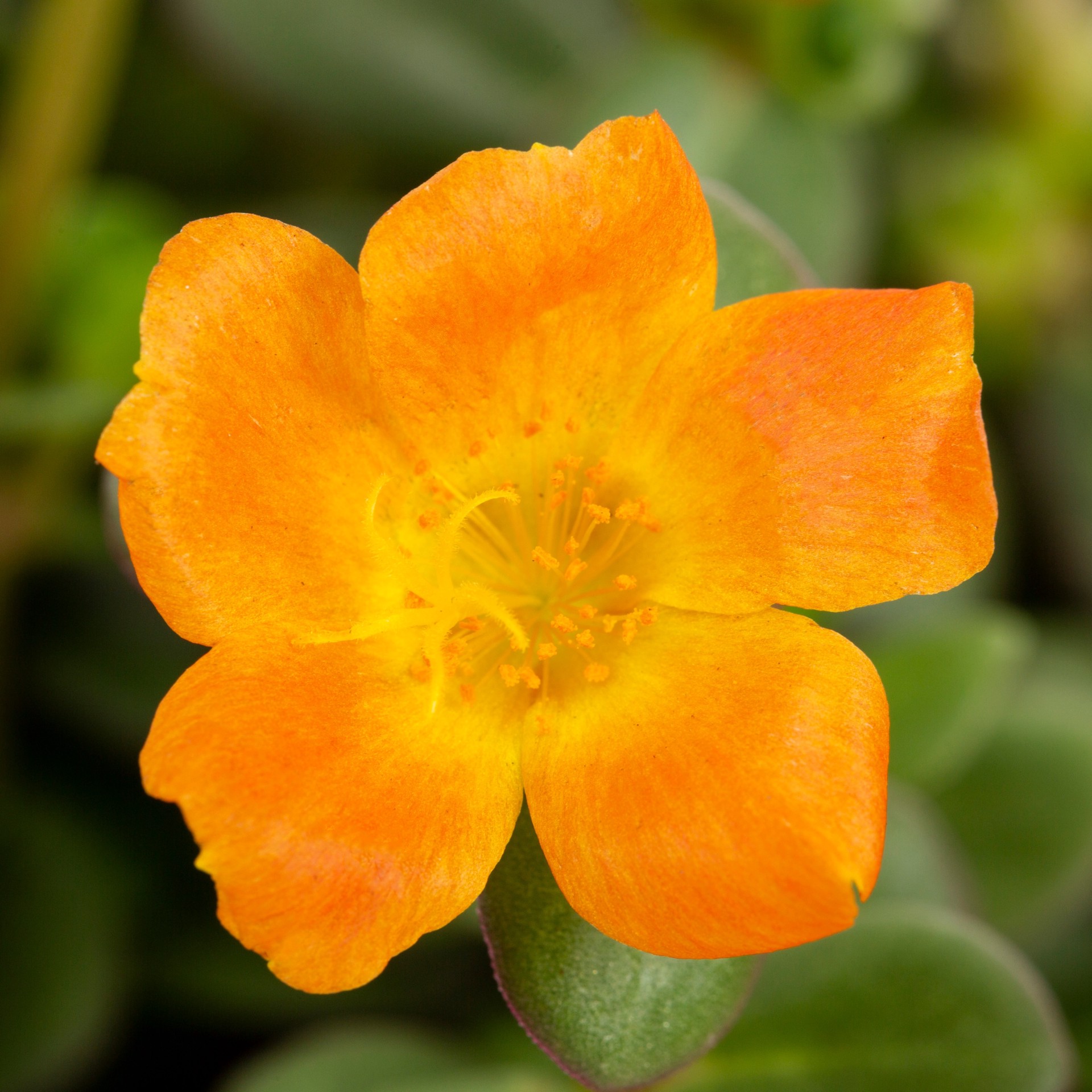 slide 2 of 6, Lowe's Multicolor Purslane in 2.5-Quart Pot, 1 ct