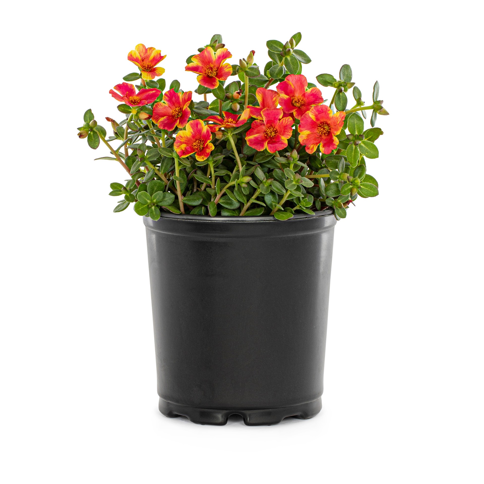 slide 3 of 6, Lowe's Multicolor Purslane in 2.5-Quart Pot, 1 ct