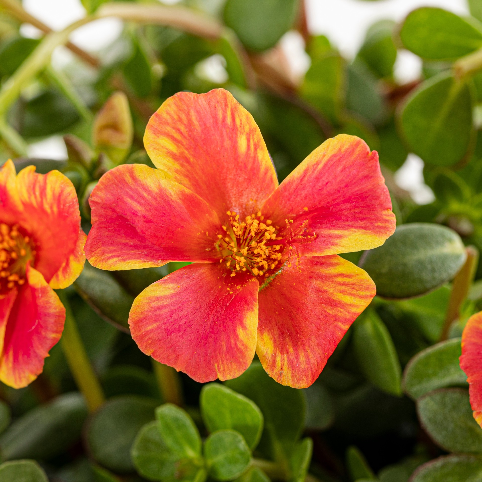 slide 4 of 6, Lowe's Multicolor Purslane in 2.5-Quart Pot, 1 ct