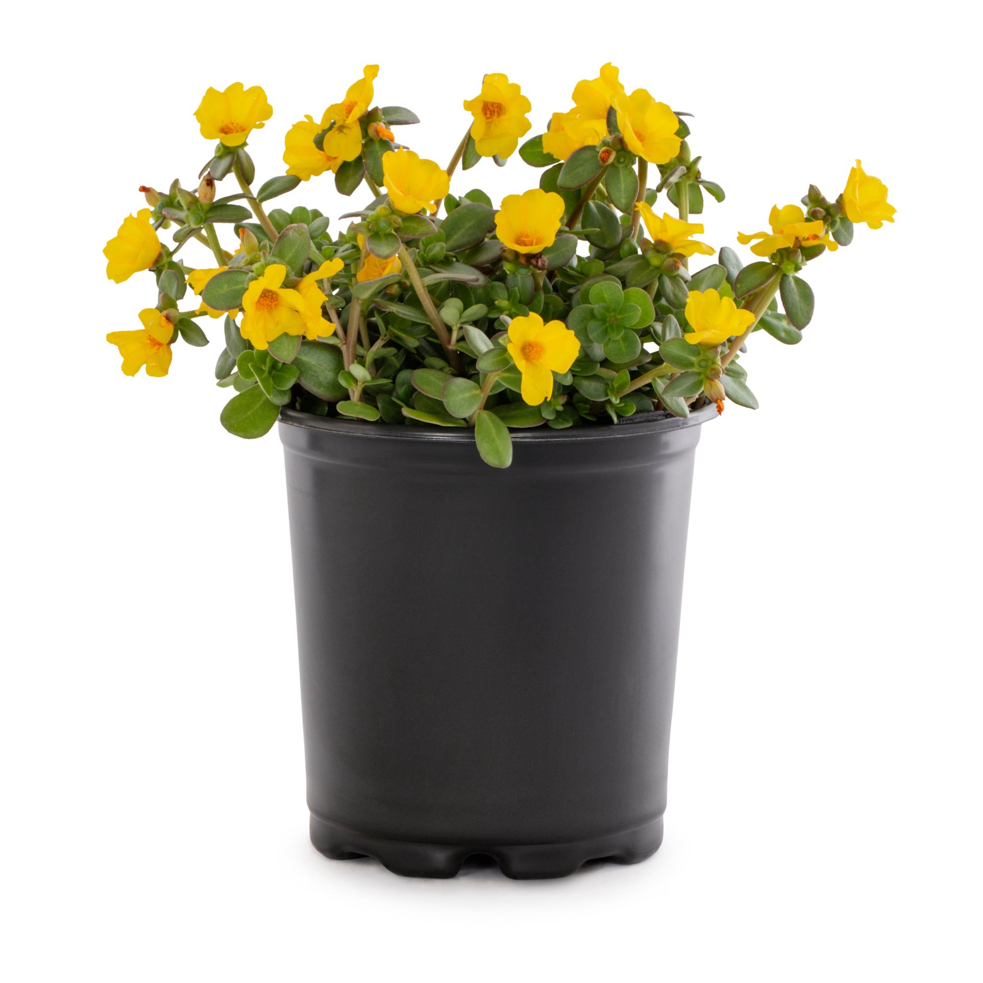 slide 5 of 6, Lowe's Multicolor Purslane in 2.5-Quart Pot, 1 ct