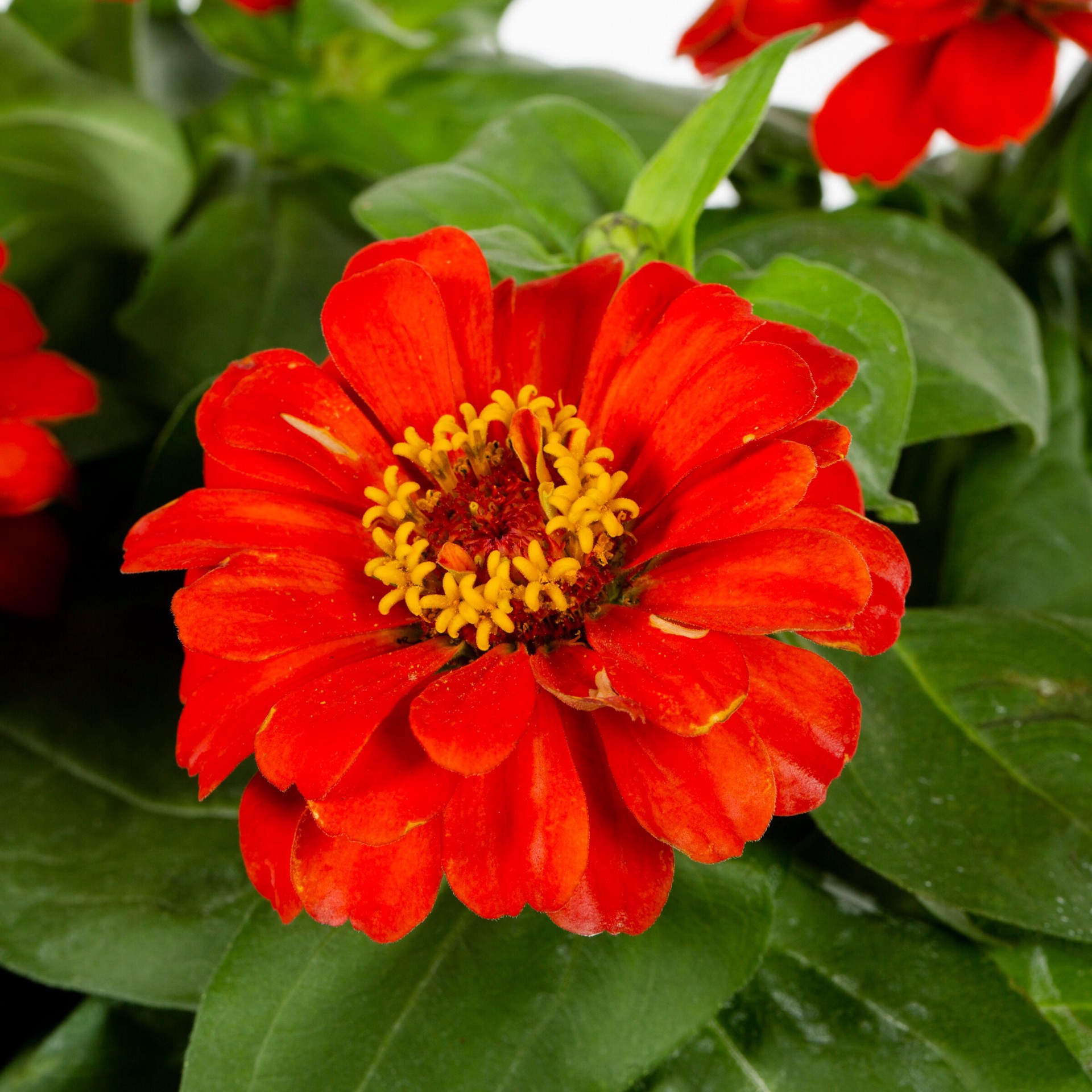 slide 2 of 2, Lowe's Multicolor Zinnia in 2 Quart(s) Pot 1 -Pack, 1 ct