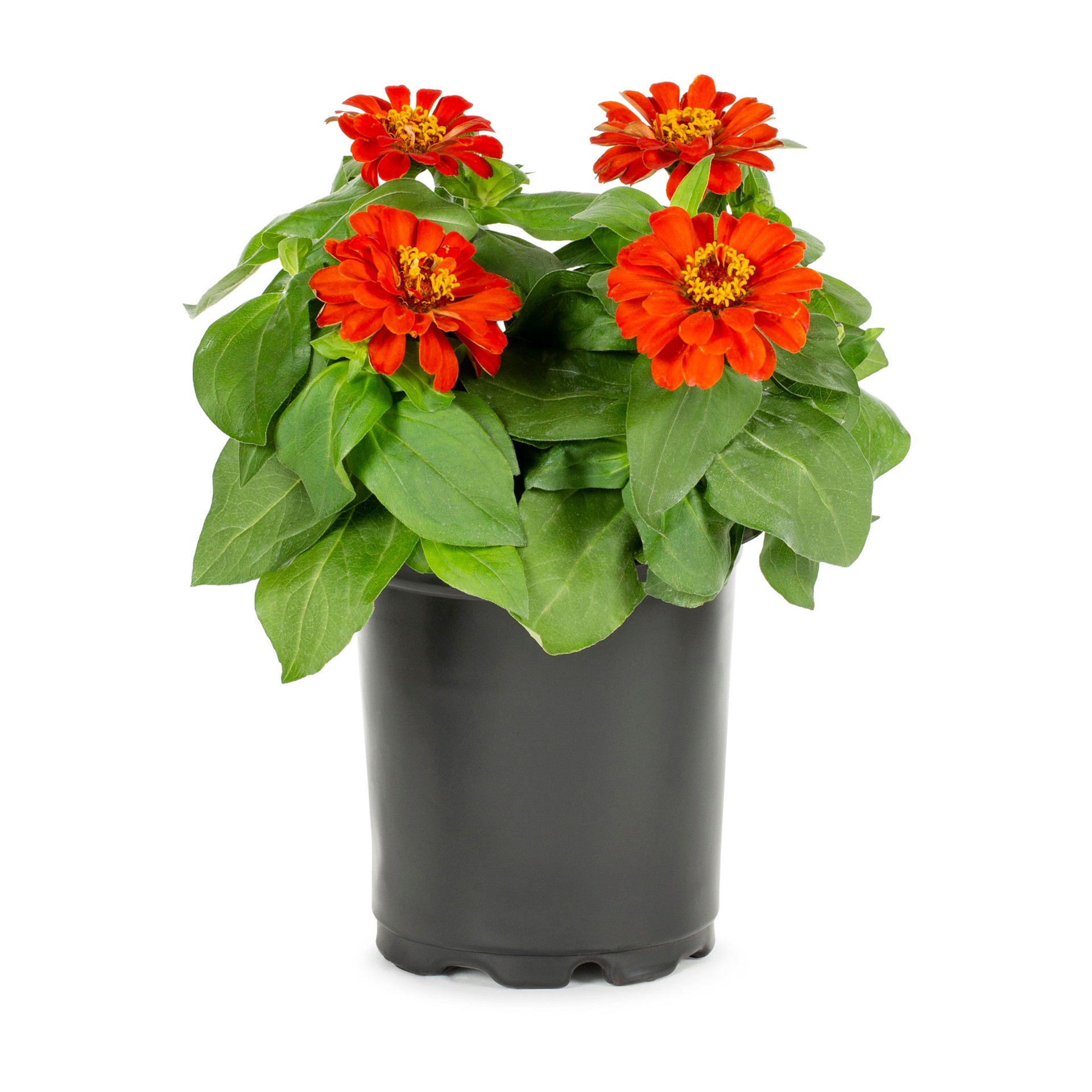 slide 1 of 2, Lowe's Multicolor Zinnia in 2 Quart(s) Pot 1 -Pack, 1 ct